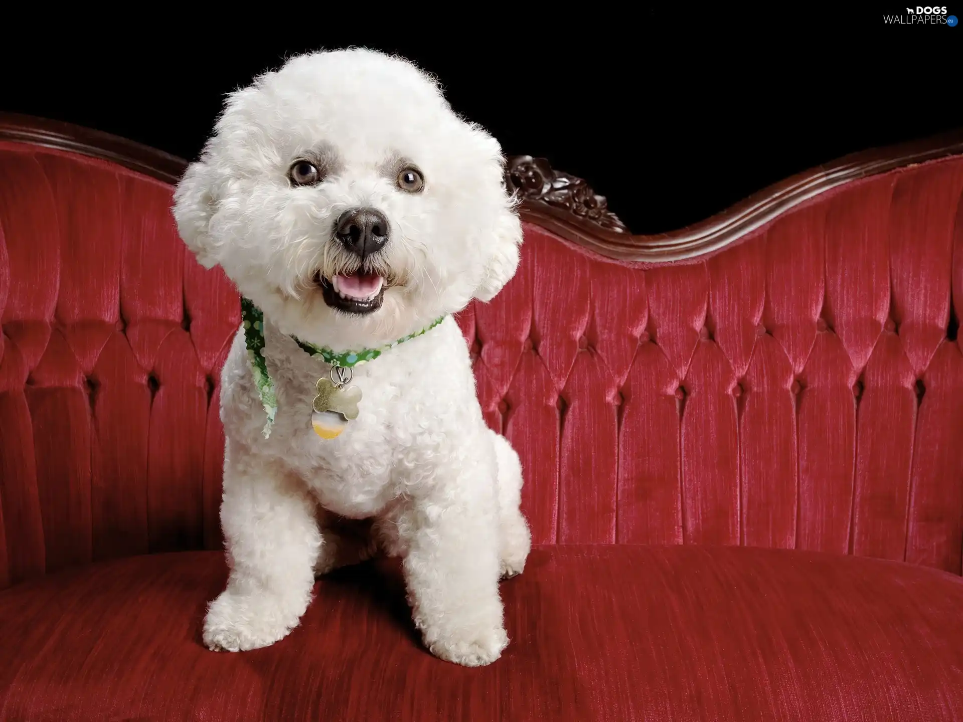 sofa, dog-collar, White, poodle