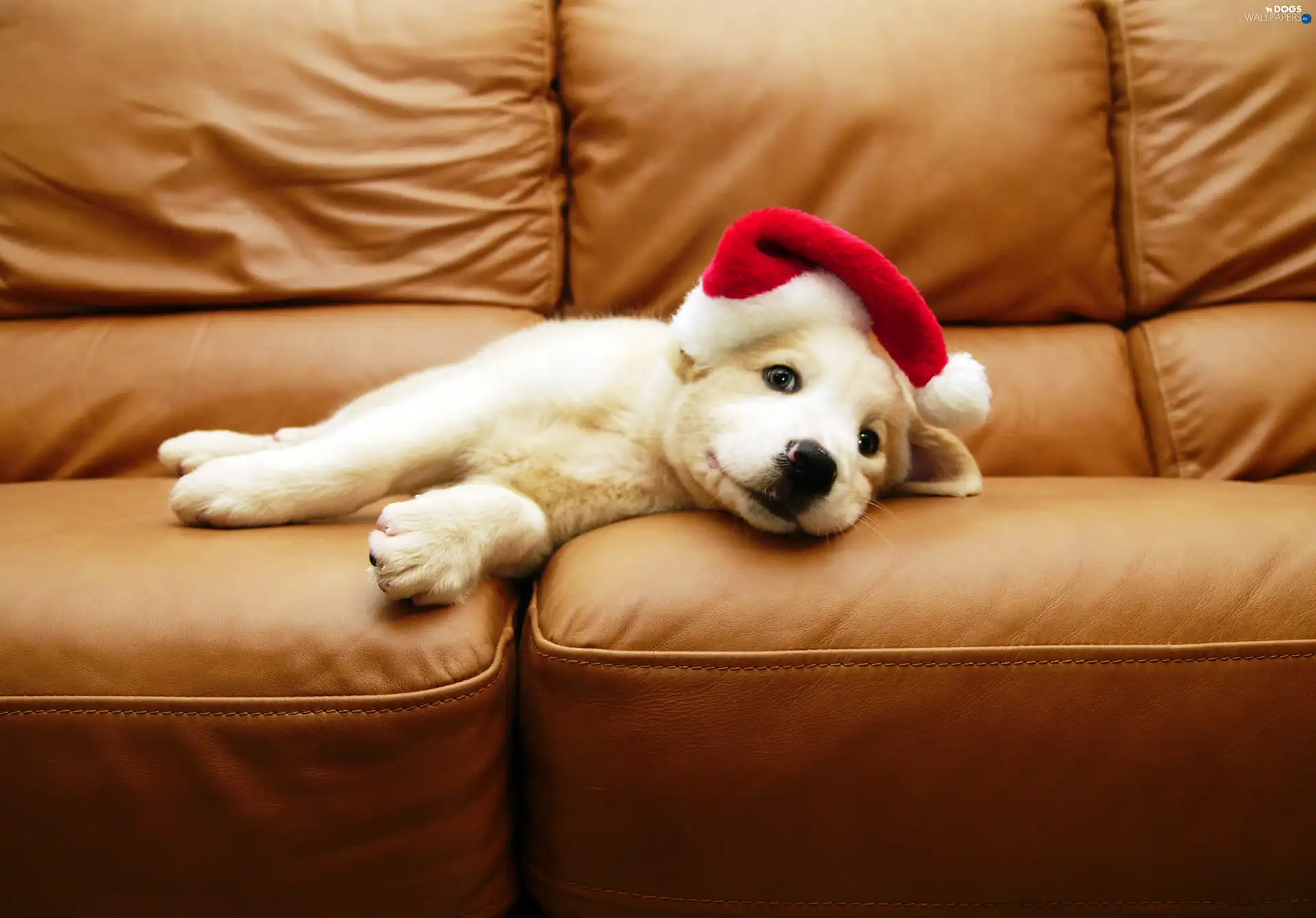 Sofa, Hat, White, Puppy