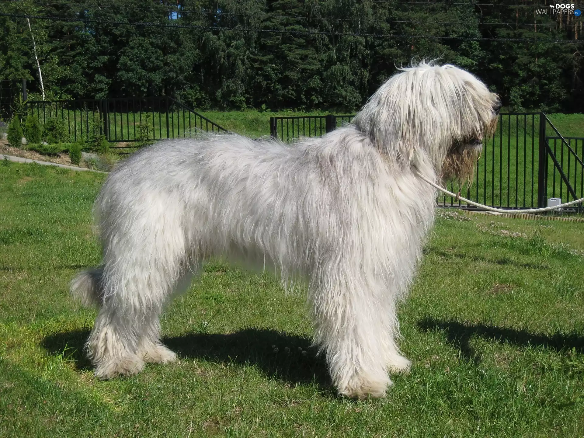 White, South Russian Shepherd Dog