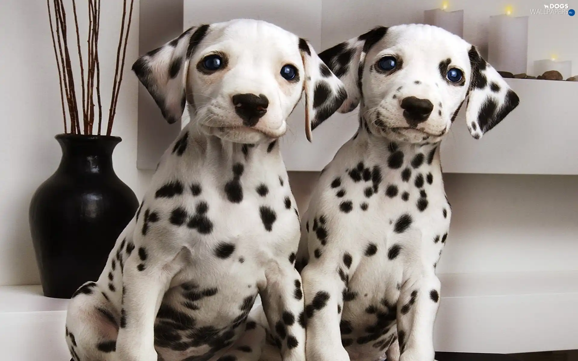 Dalmatians, Space, Steam