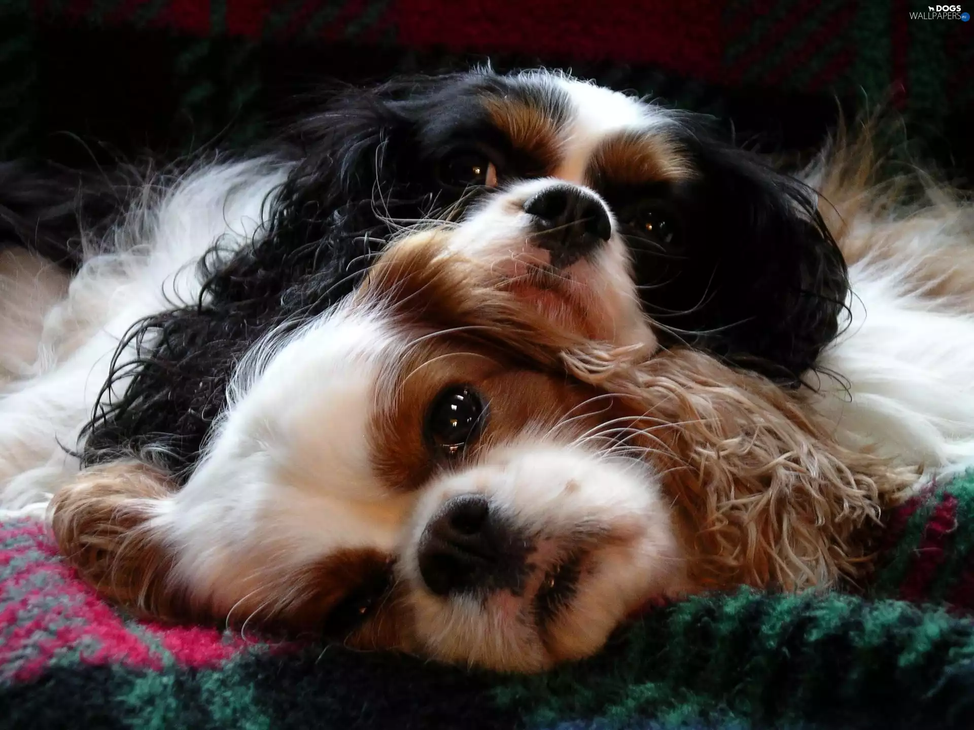 Cavalier King Charles spaniel, Two cars, Dogs