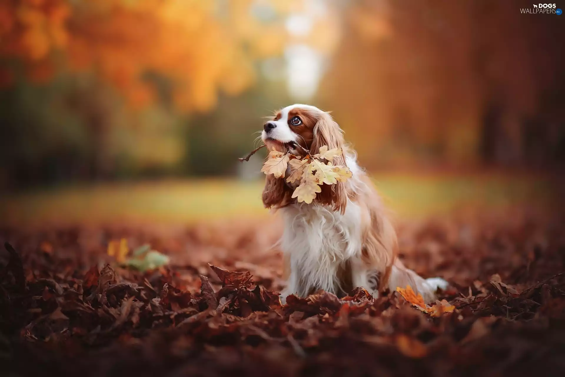 Cavalier King Charles spaniel, Leaf, autumn, Park