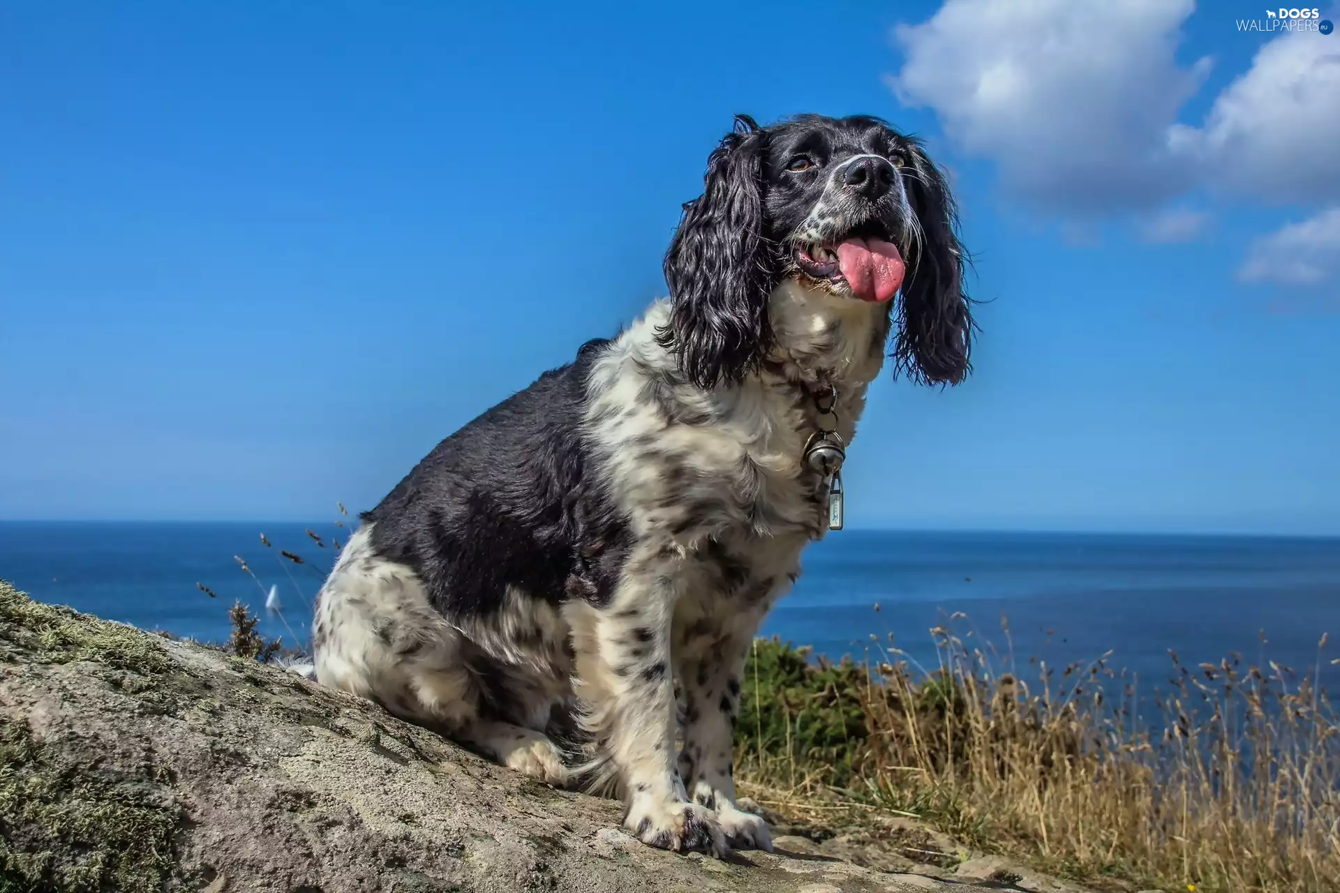Coast, English Springer Spaniel