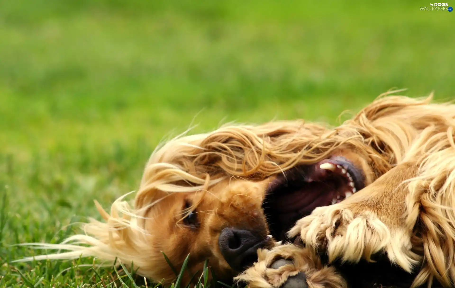 Spaniel, Cocker