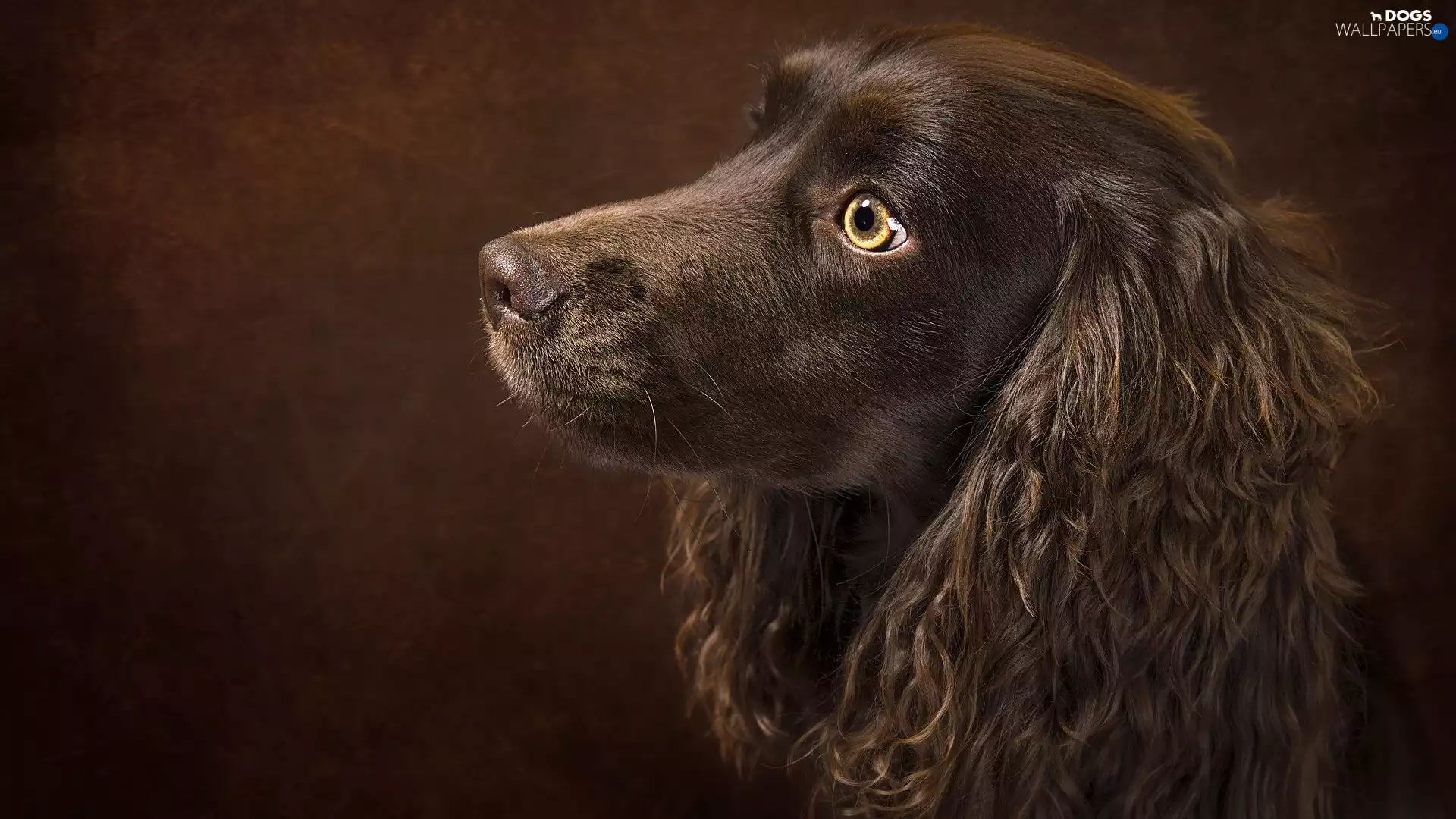 ears, English Cocker Spaniel, dog, Longs, Brown
