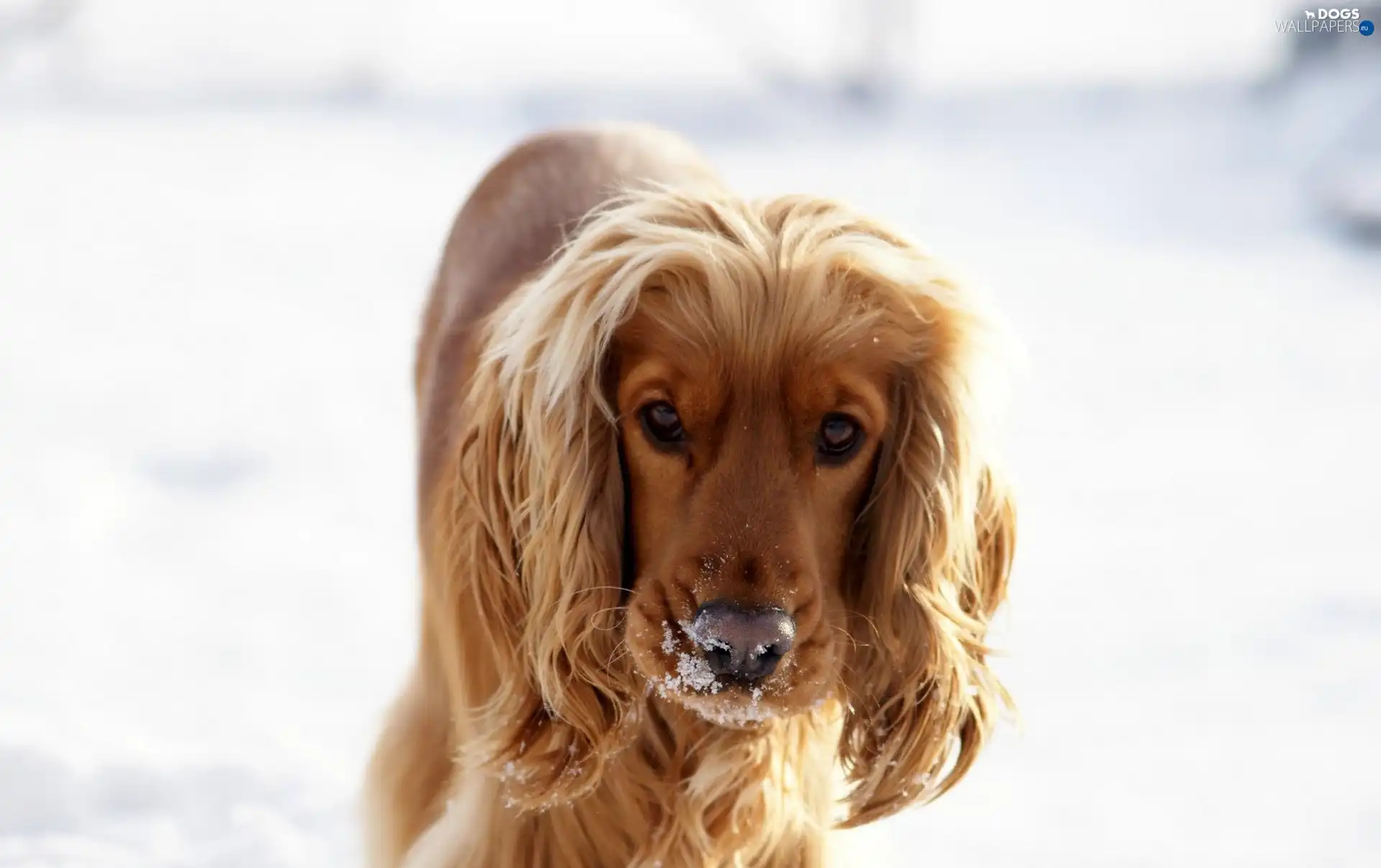 Spaniel, Cocker