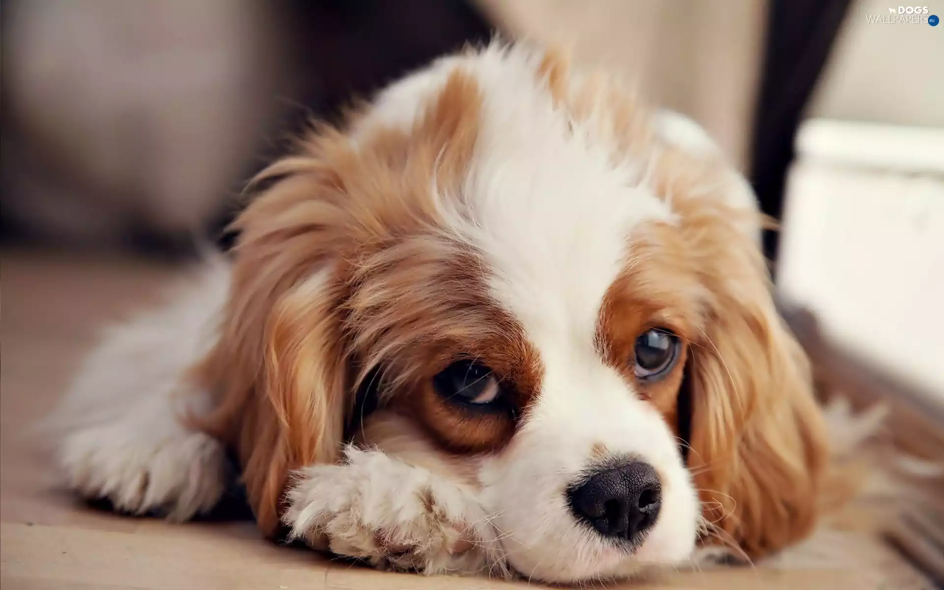 Cavalier King Charles spaniel, lying, dog