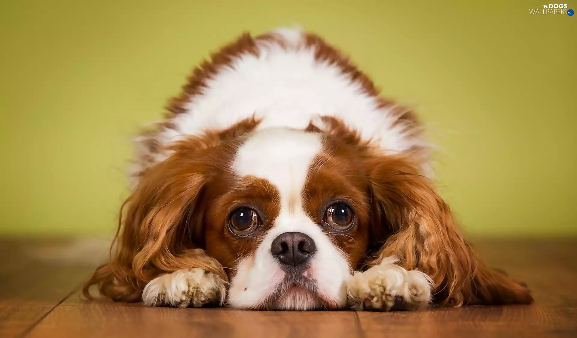 dog, King Charles Spaniel