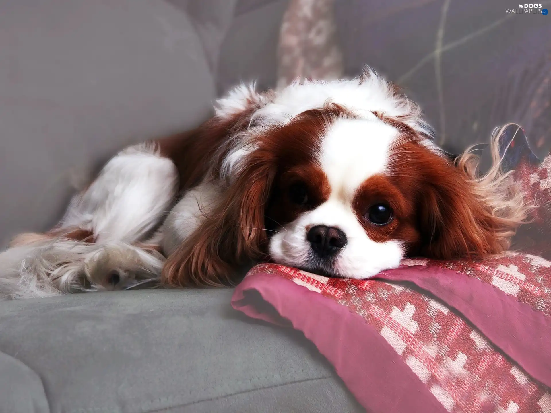 Spaniel, dog