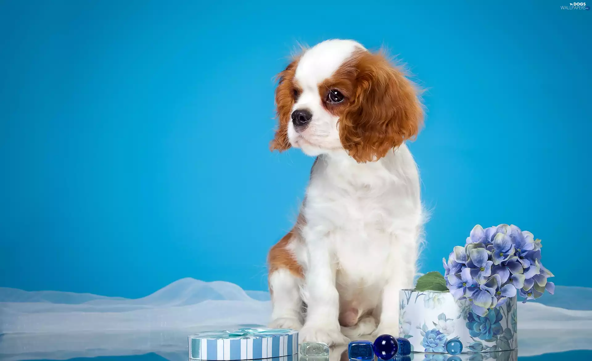 Spaniel, Puppy, Flowers