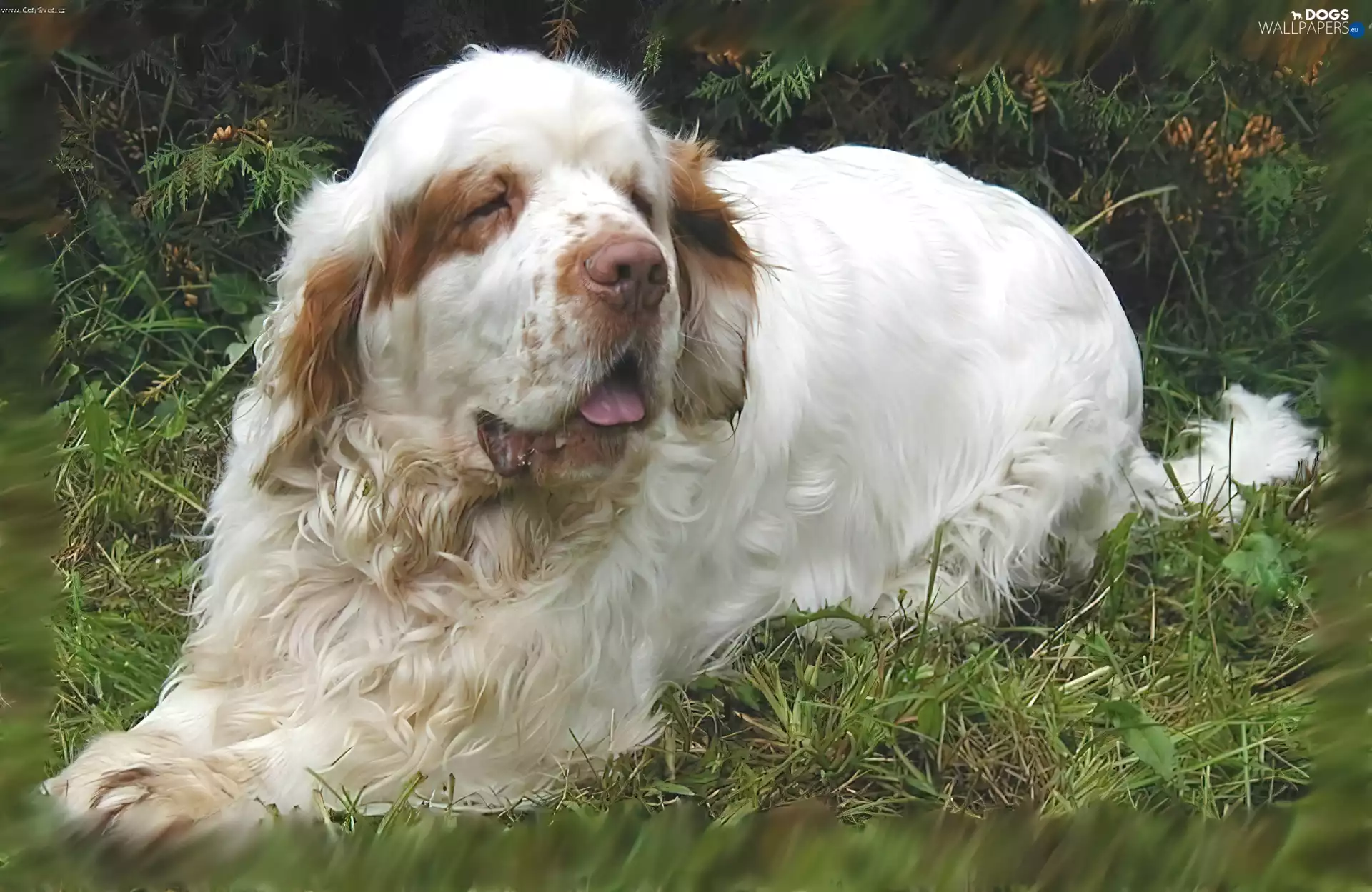 grass, adult, Clumber spaniel