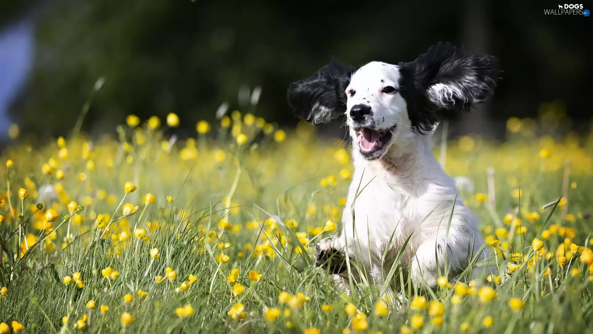 grass, Puppy, Cocker Spaniel
