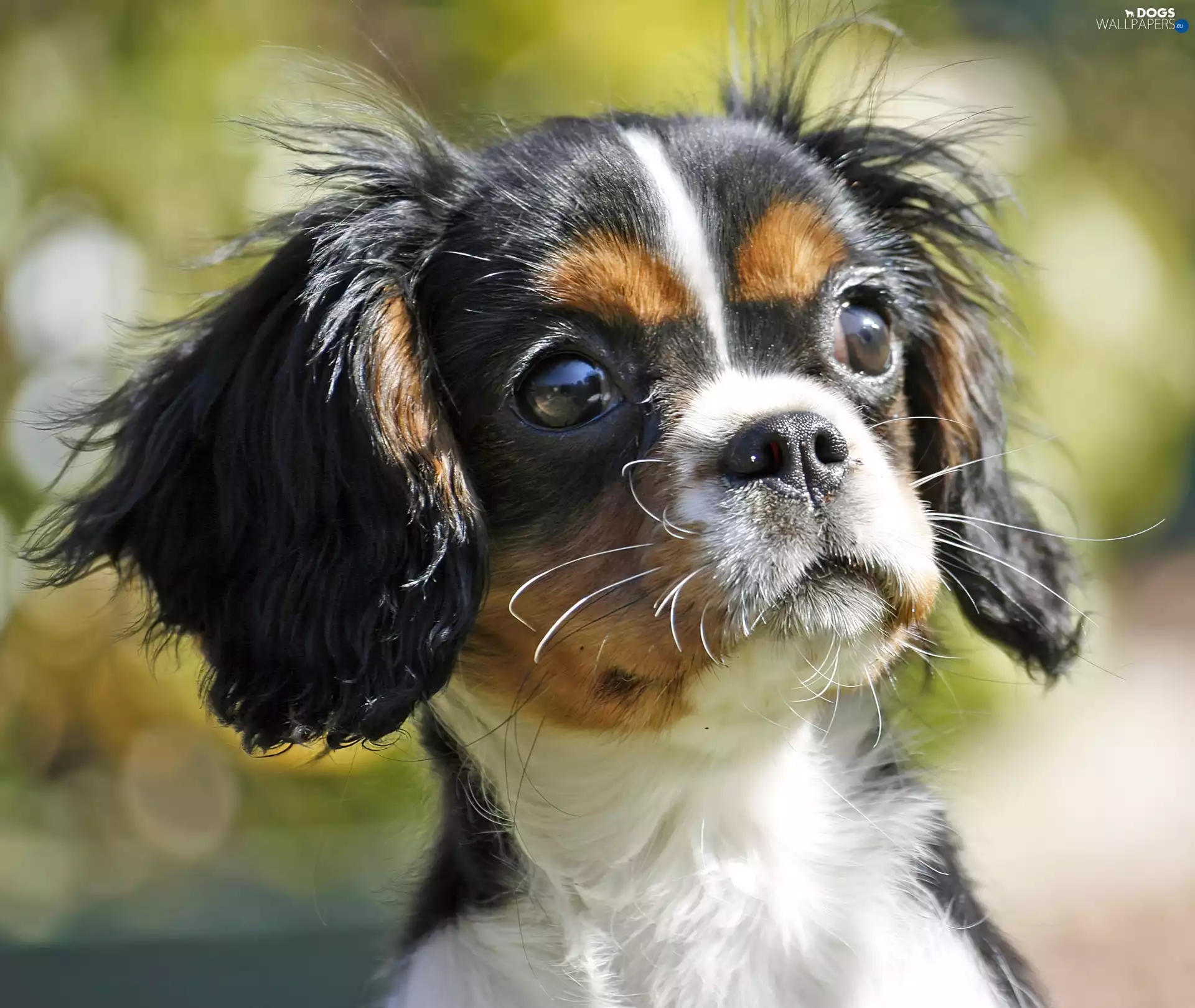 muzzle, King Charles Spaniel