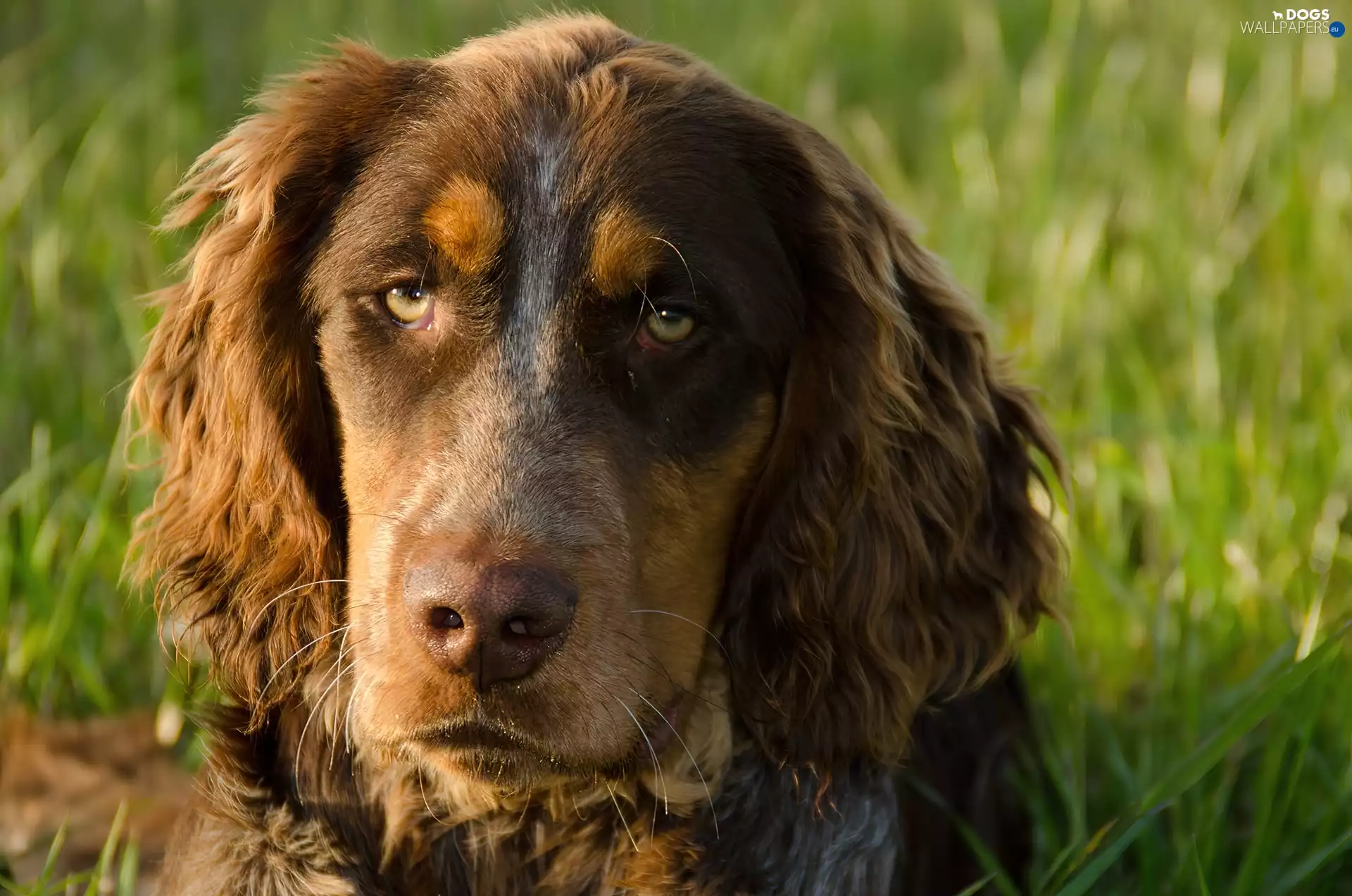 Picard spaniel, muzzle, green, sad