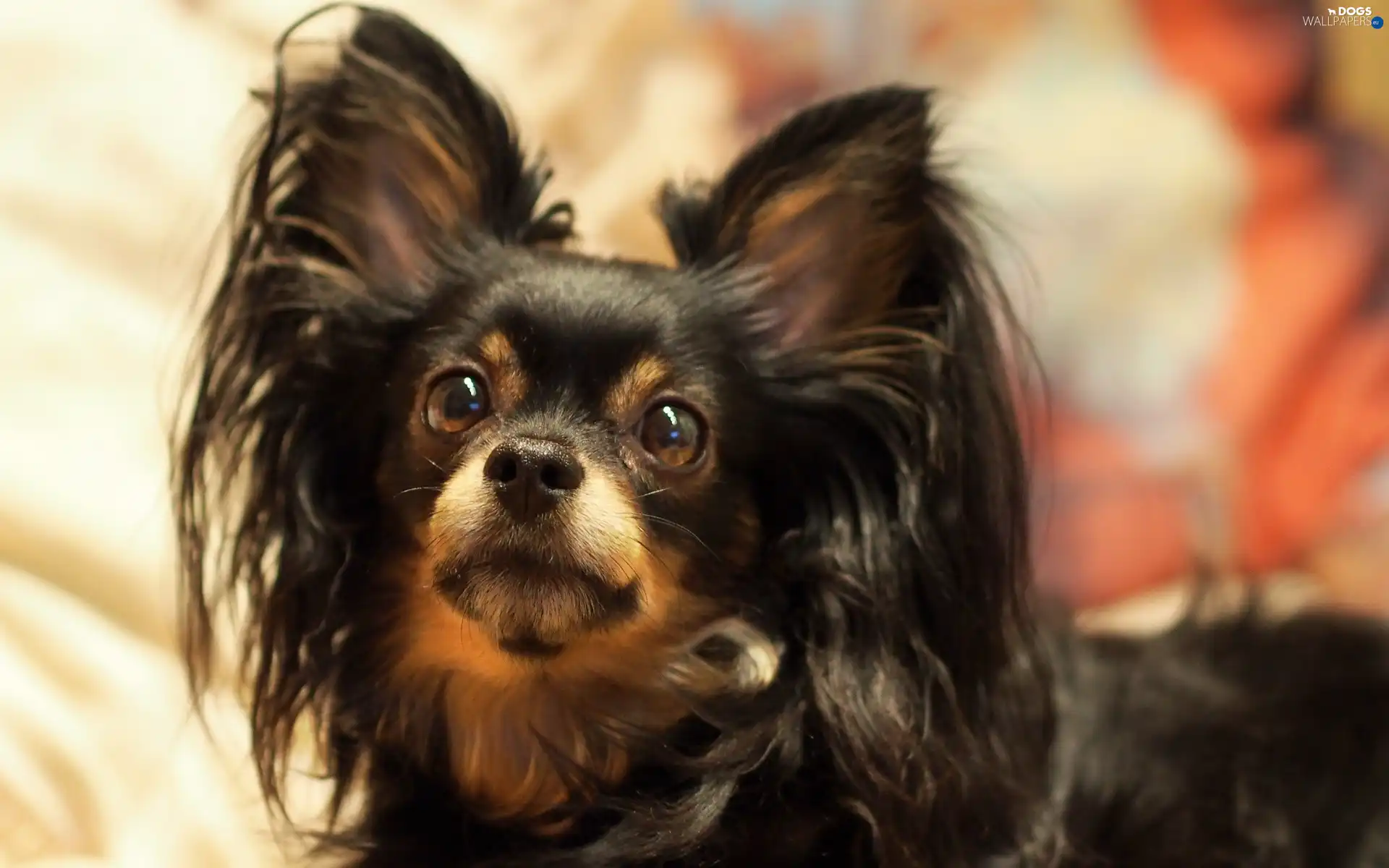 Spaniel, posed, ears, gazing, Papillon, doggy