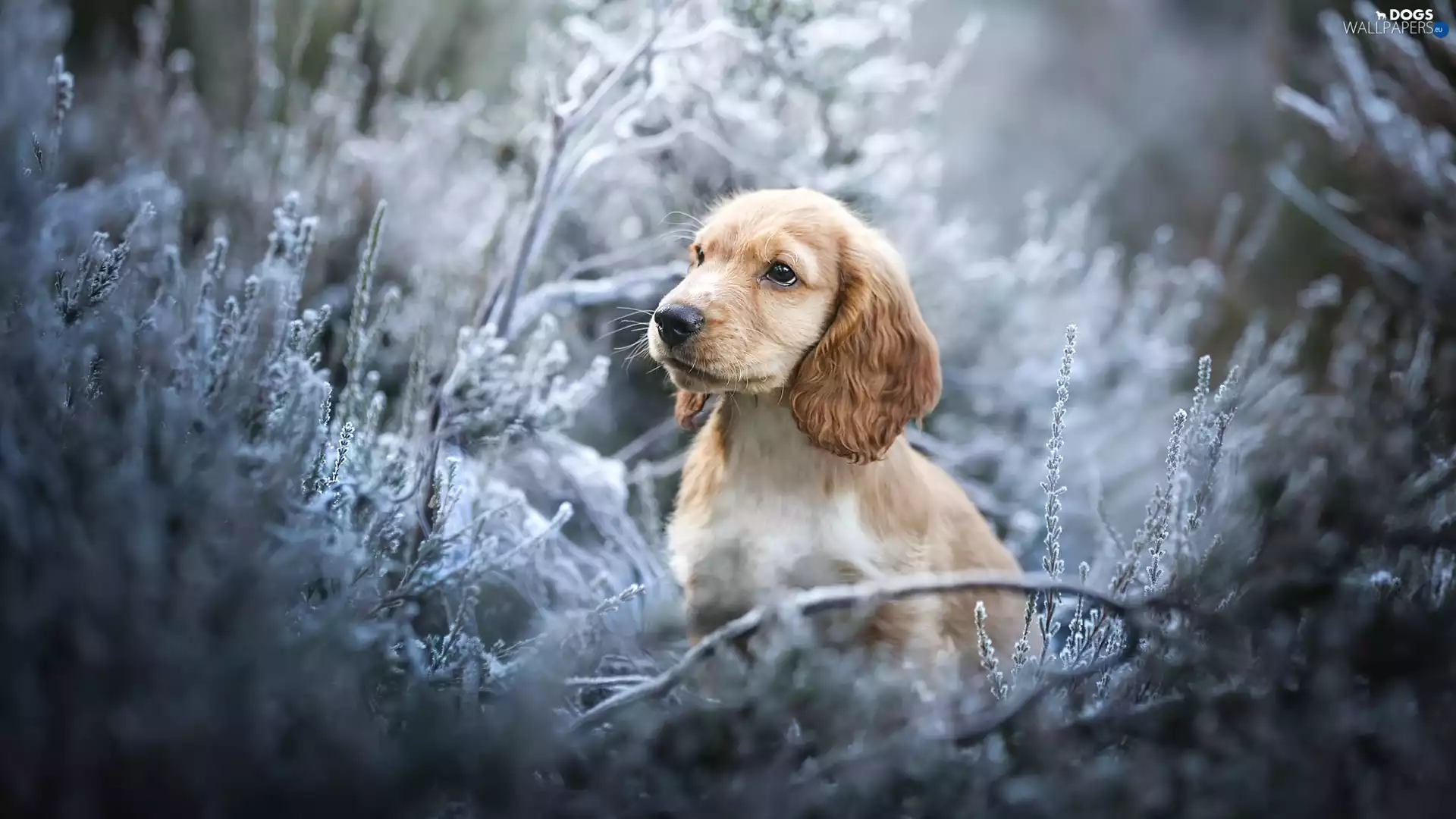 Puppy, dog, Plants, Twigs, muzzle, English Cocker Spaniel