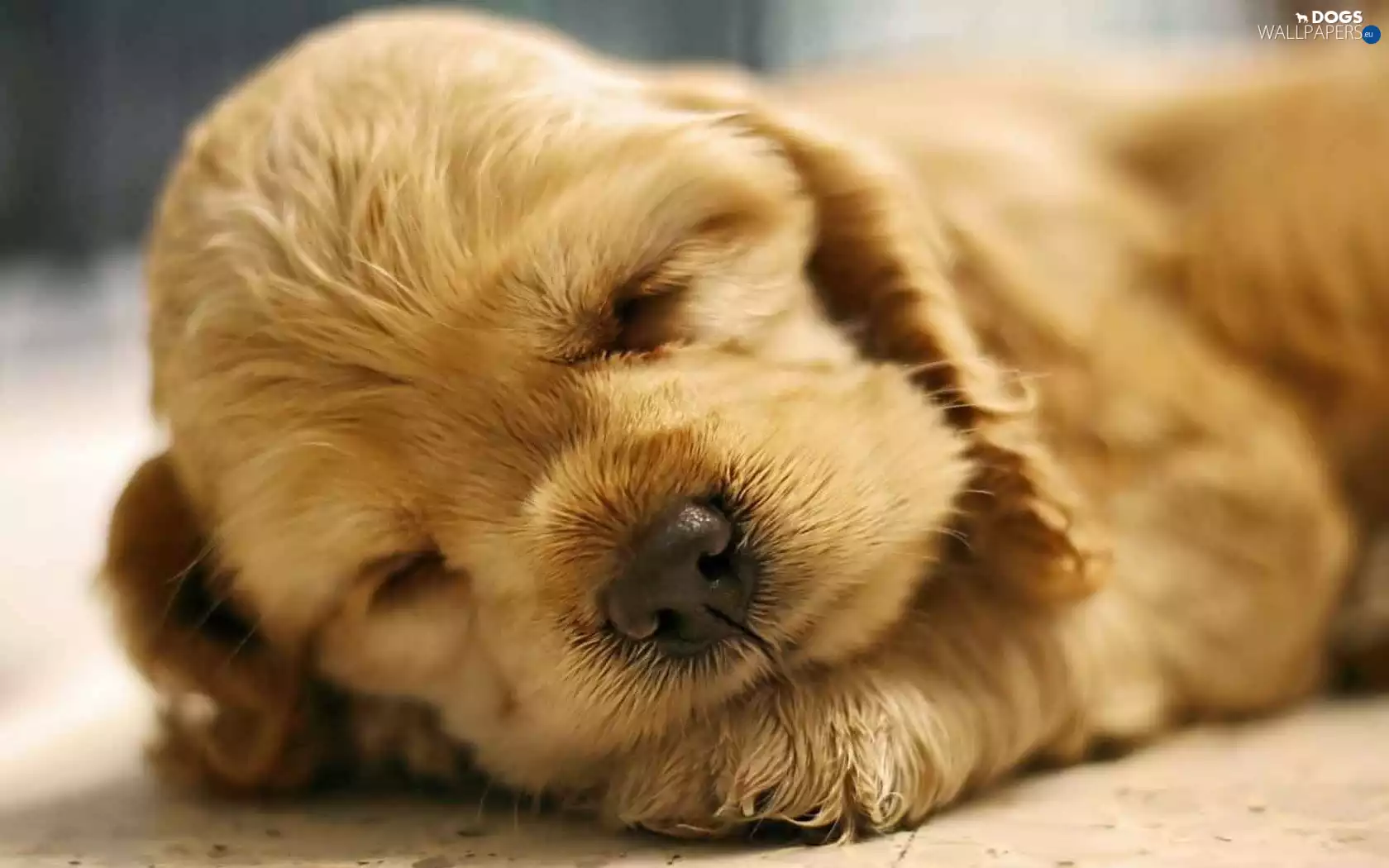 Spaniel, sleepy, puppie