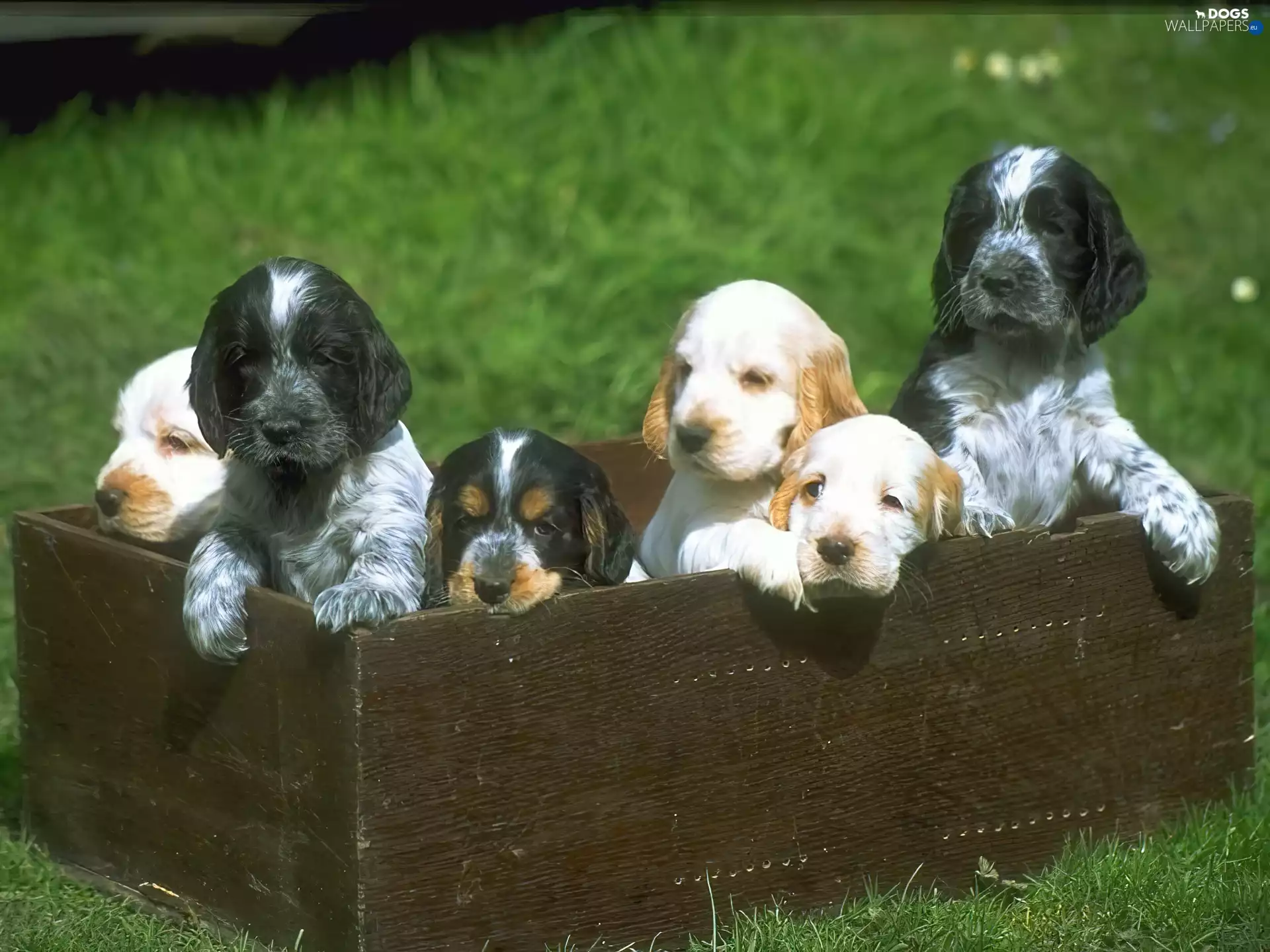 puppies, English Cocker Spaniel