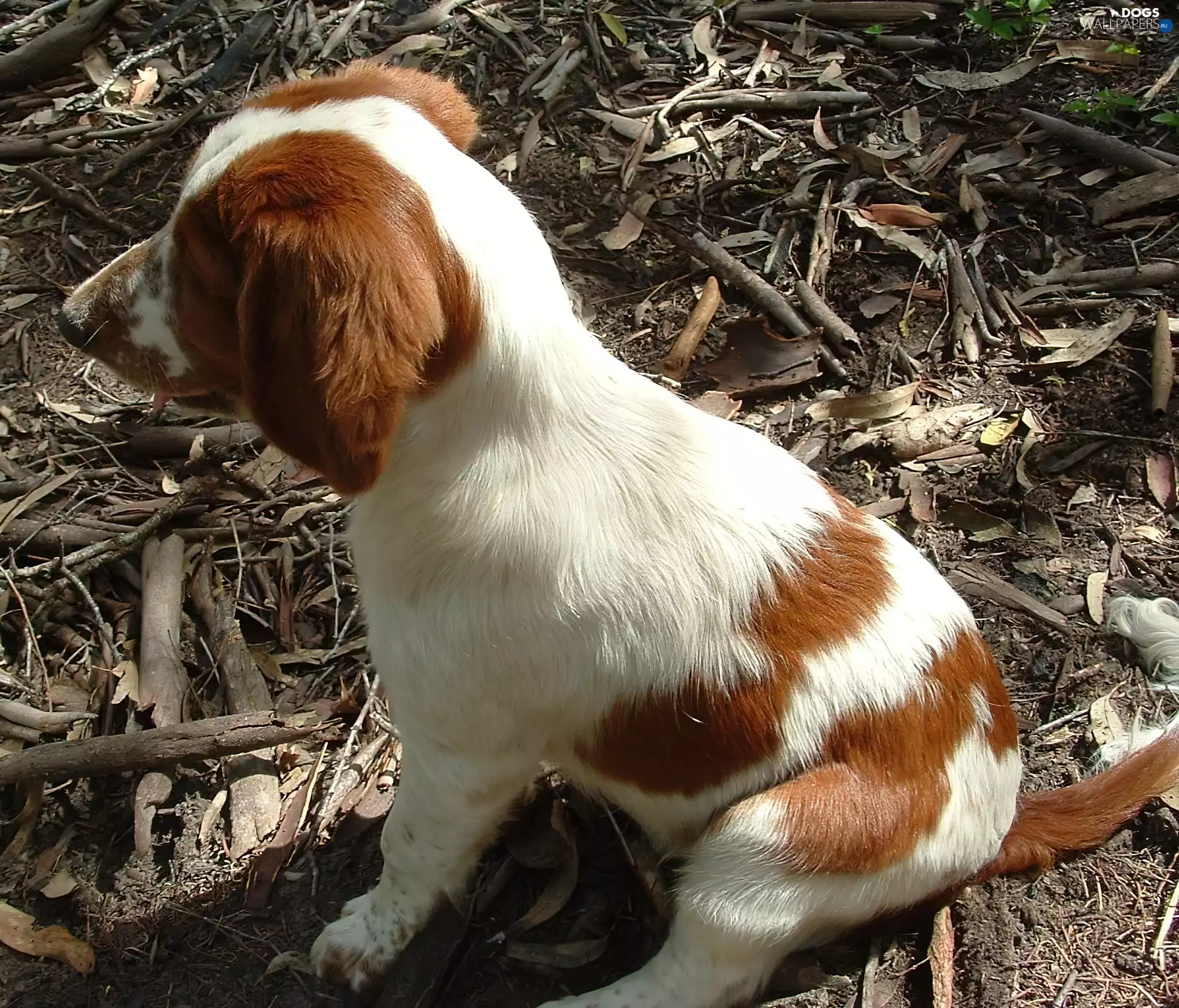 Puppy, Welsh Springer Spaniel