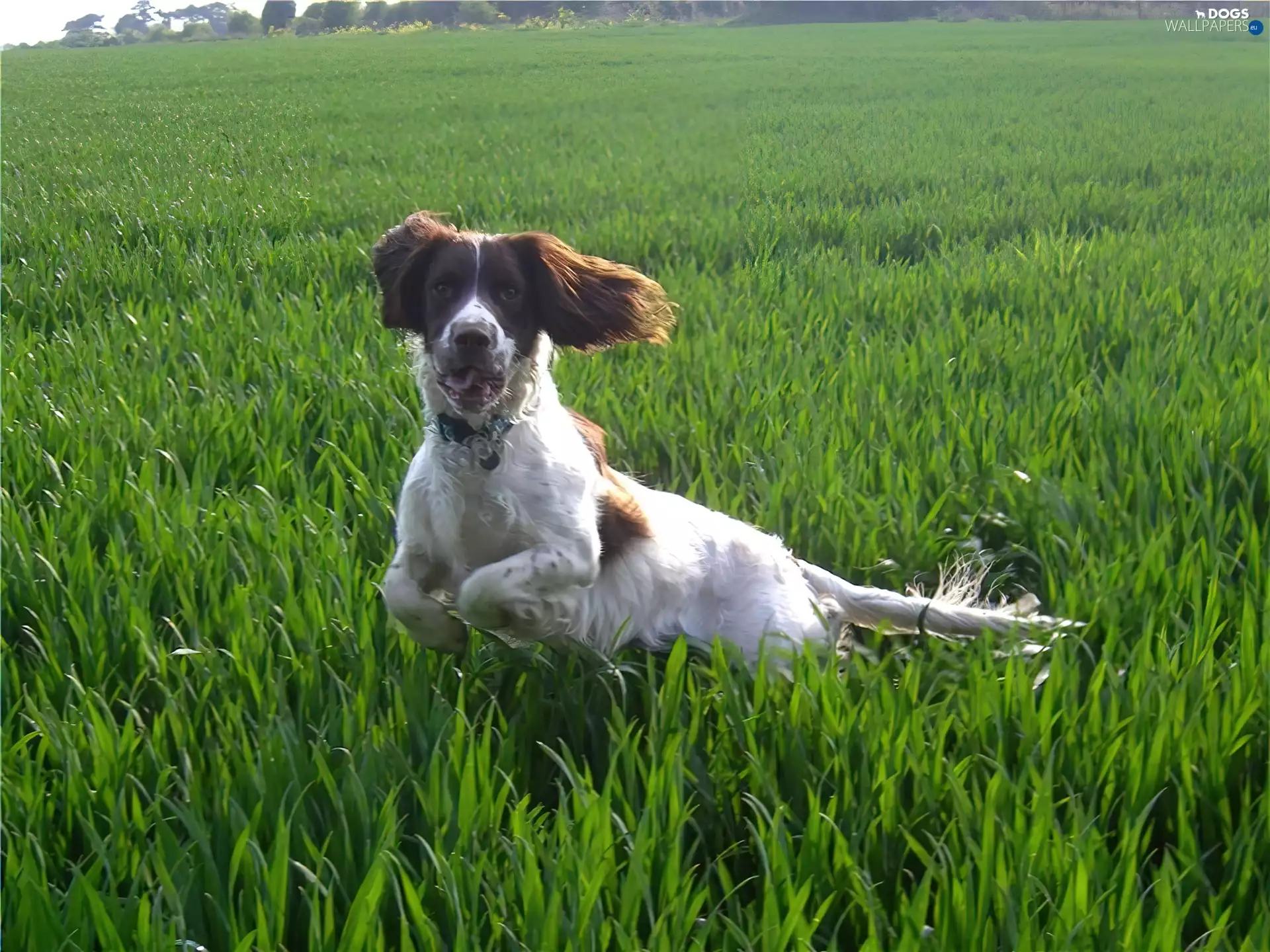running, English Springer Spaniel