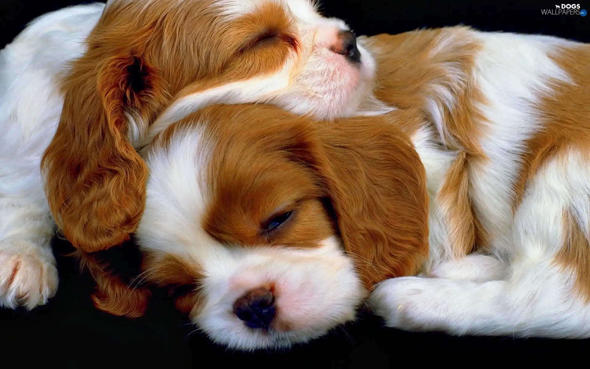 Cavalier King Charles spaniel, race, Sleeping, puppies