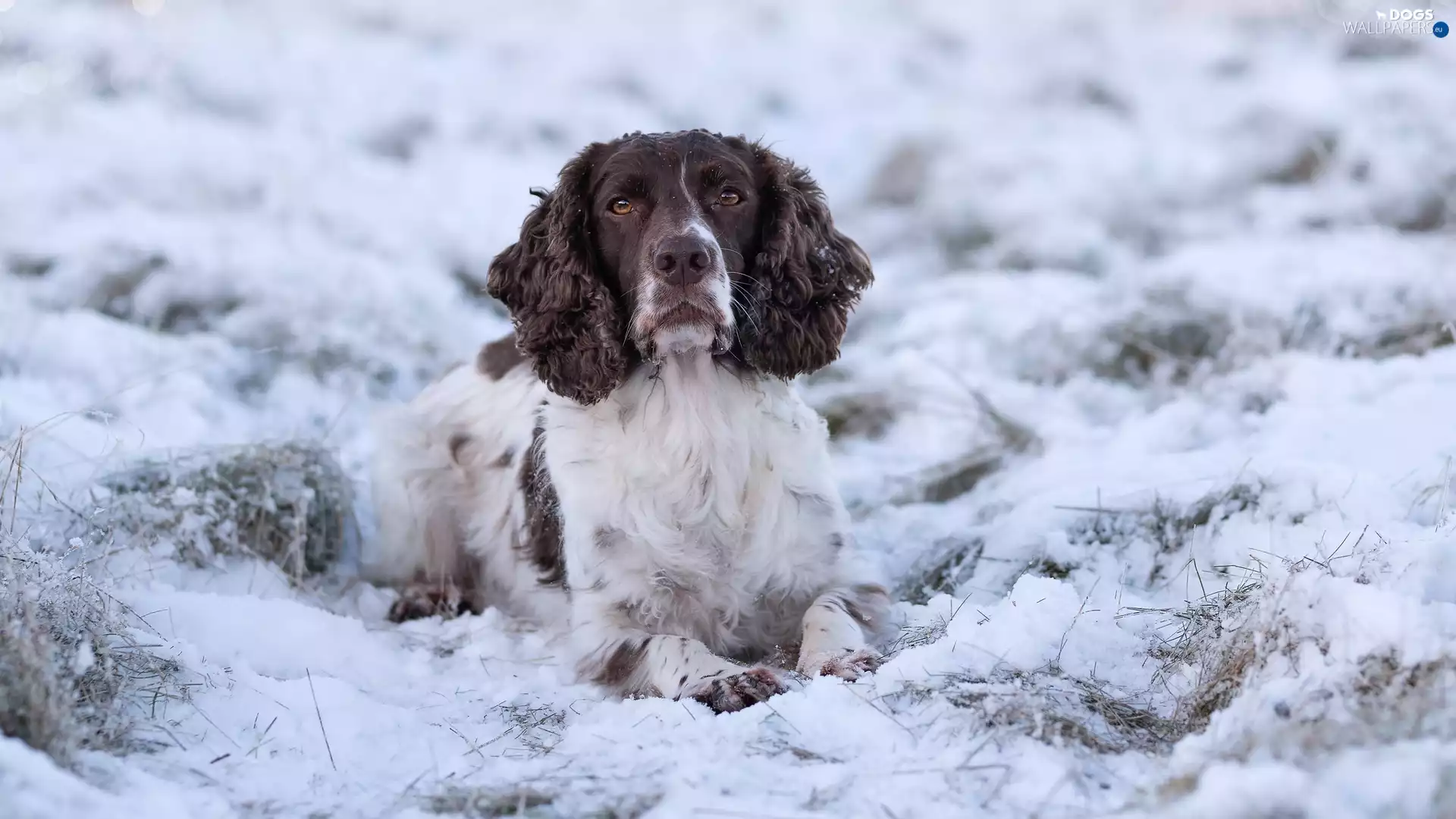dog, English Springer Spaniel, snow, White-brown