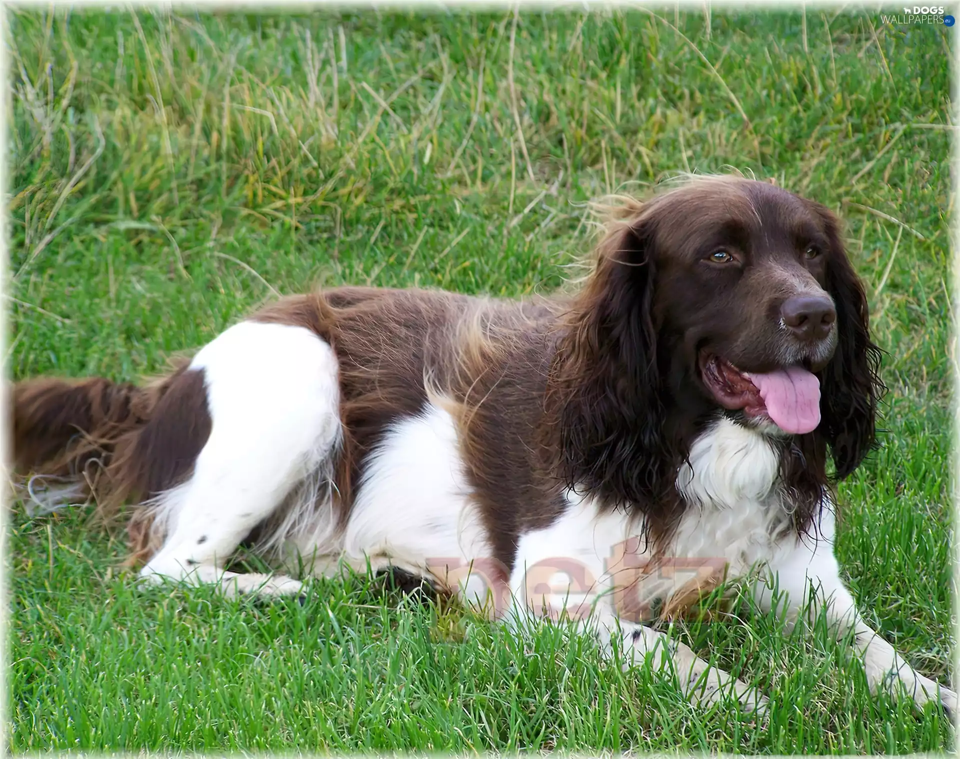 coat, English Springer Spaniel, white and brown