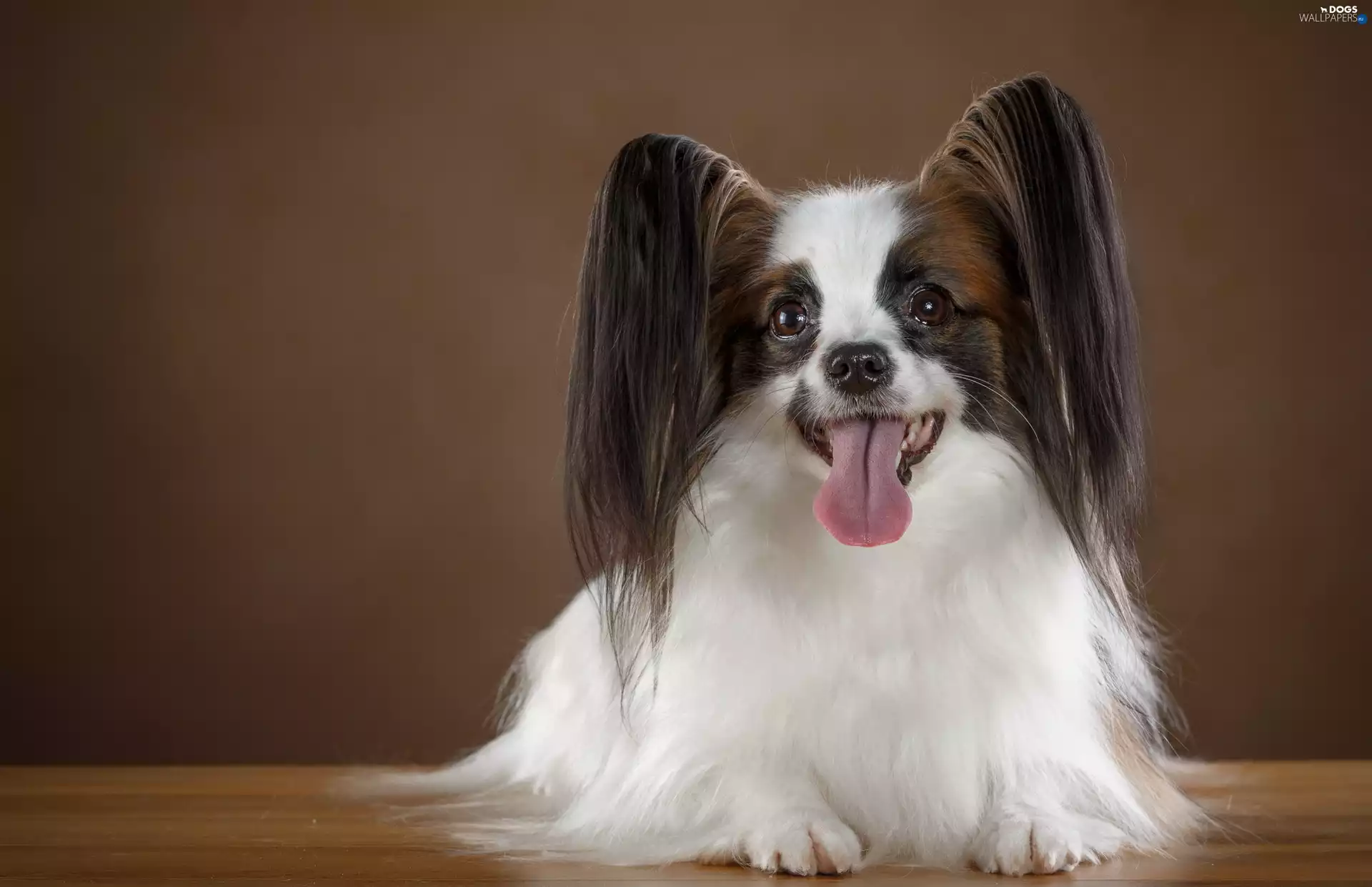 Miniature Continental Toy Spaniel Papillon, Tounge