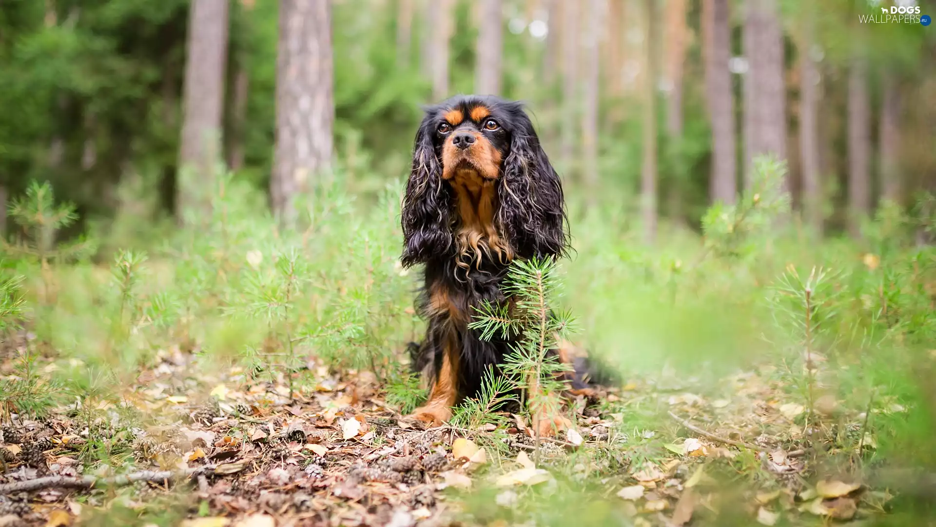forest, dog, viewes, litter, trees, King Charles Spaniel