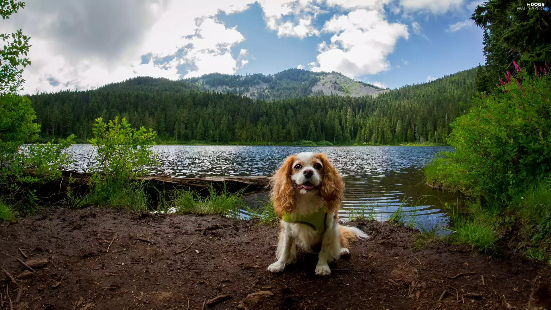 River, dog, viewes, Mountains, trees, King Charles Spaniel