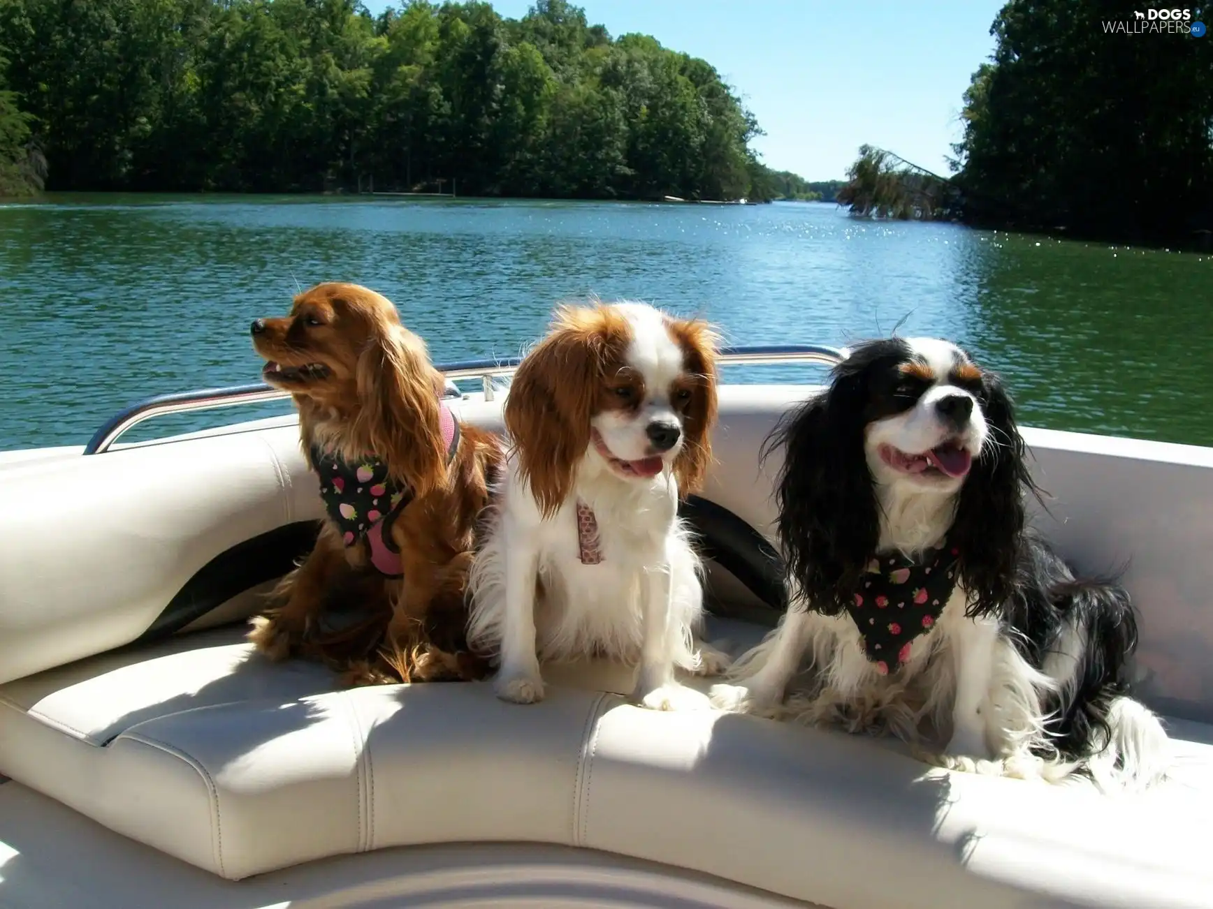 Spaniels, Three, River, bath-tub