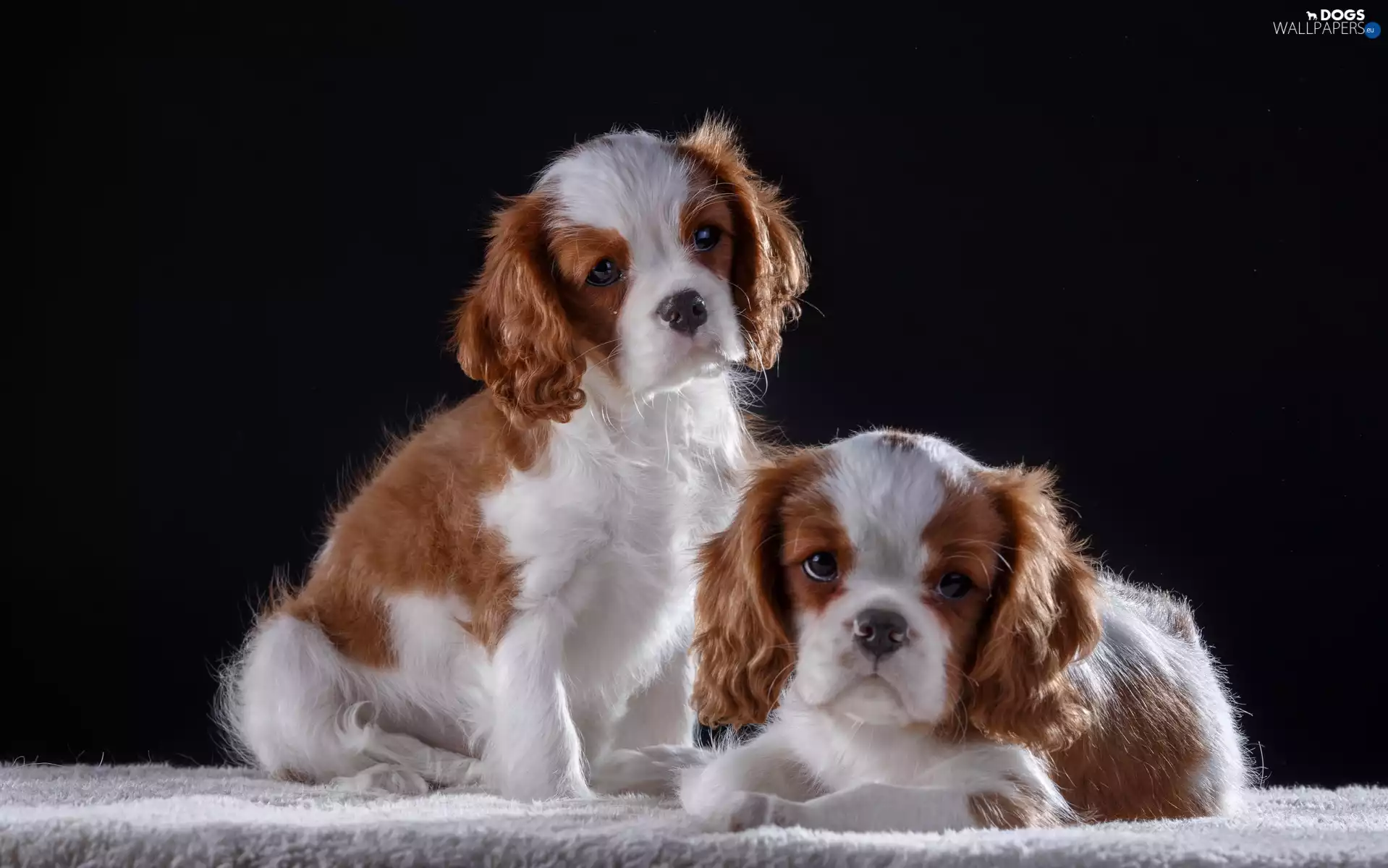 Cavalier King Charles Spaniels, Two cars, puppies