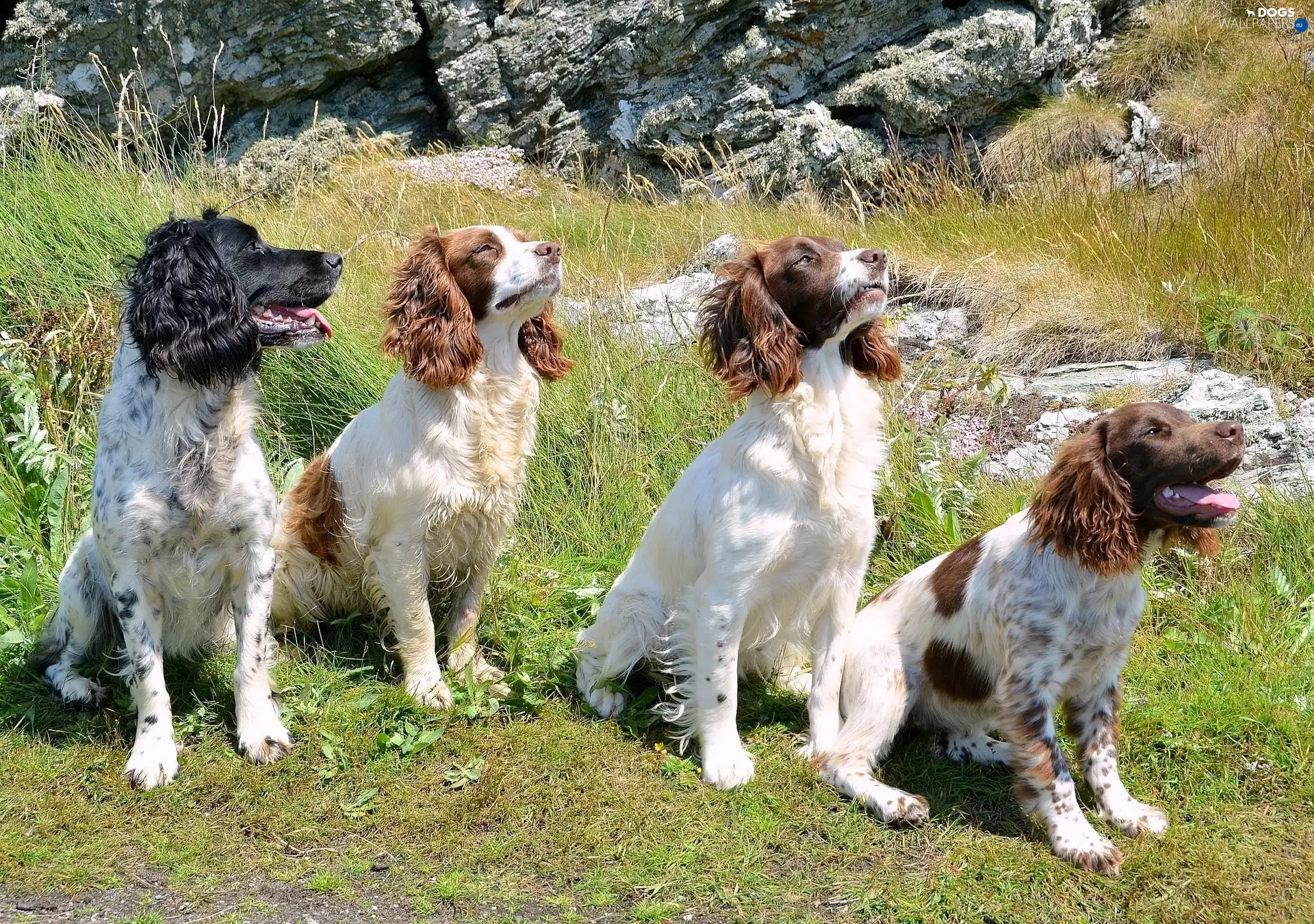 four, Spaniels, Meadow