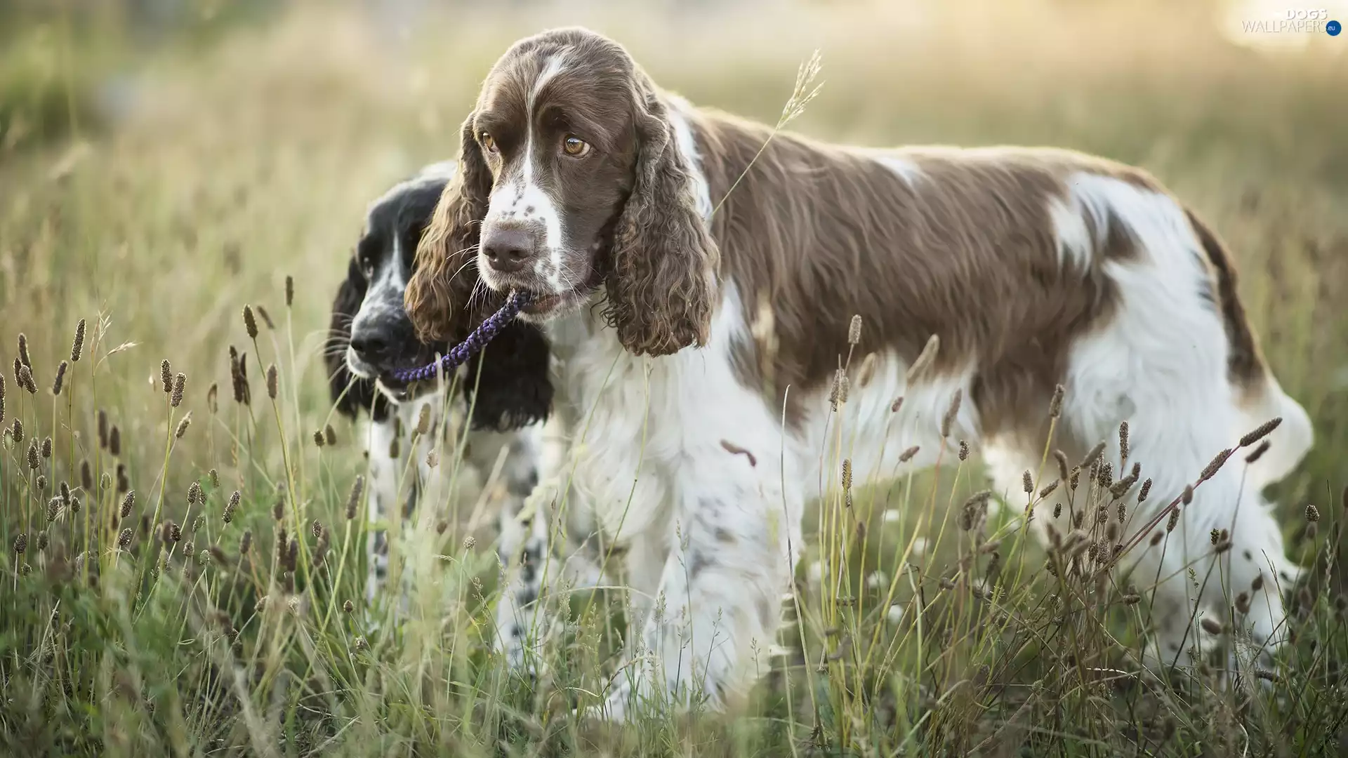 Meadow, Dogs, English Spaniels