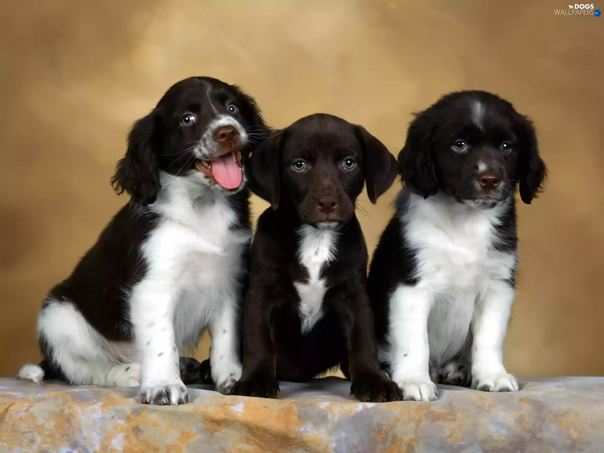 Spaniels, English, Springer