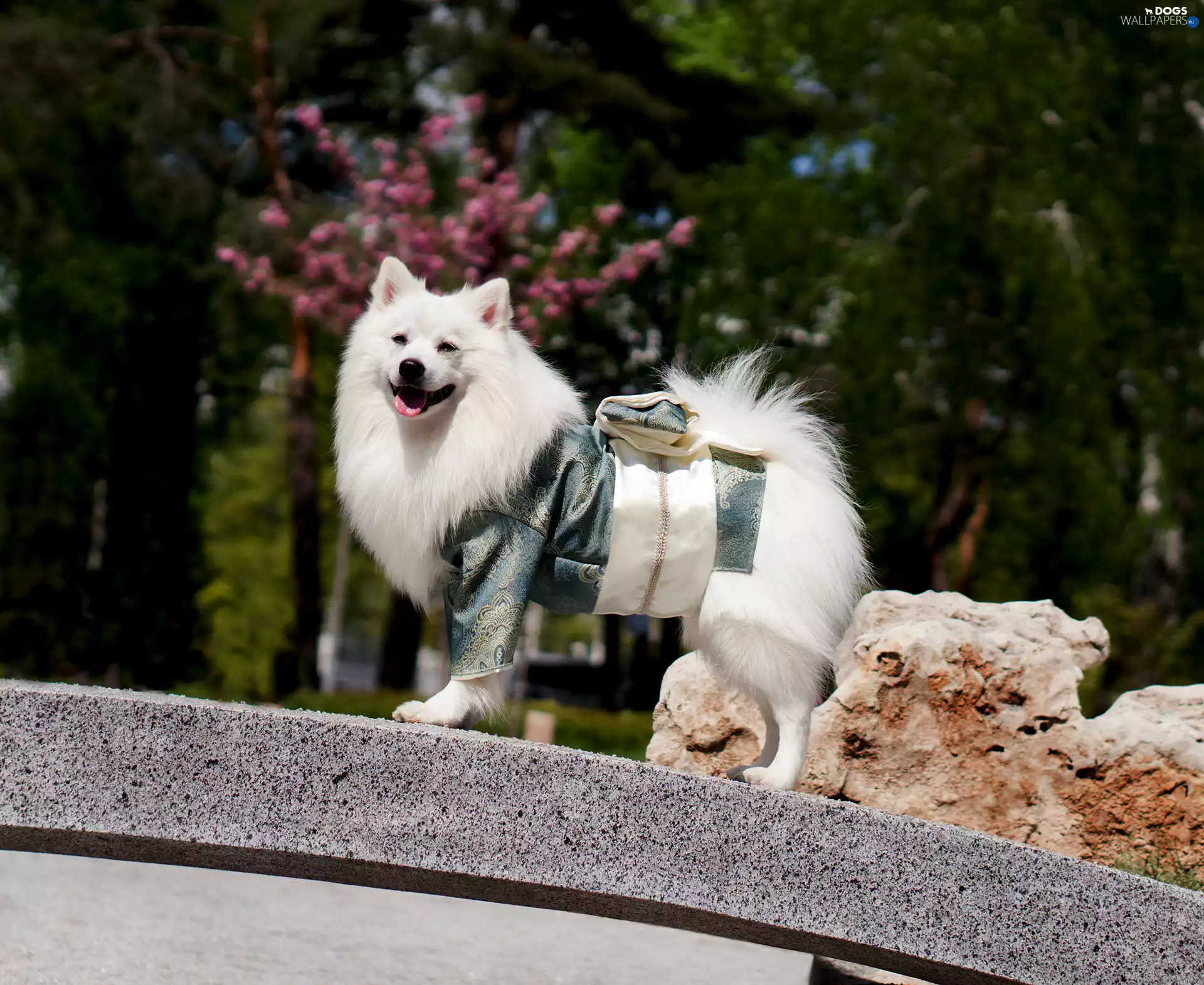 clothes, dog, Japanese Spitz