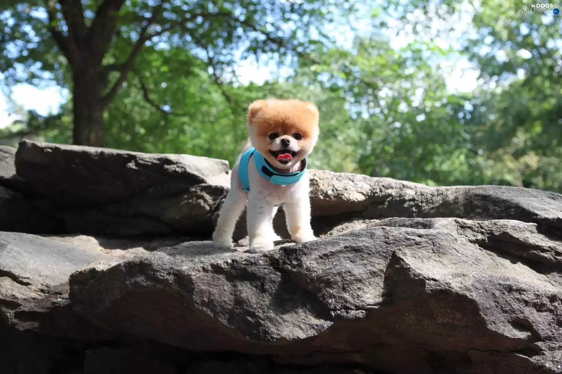 Pomeranian, dog, dog-collar, rocks, Blue, Toy Spitz
