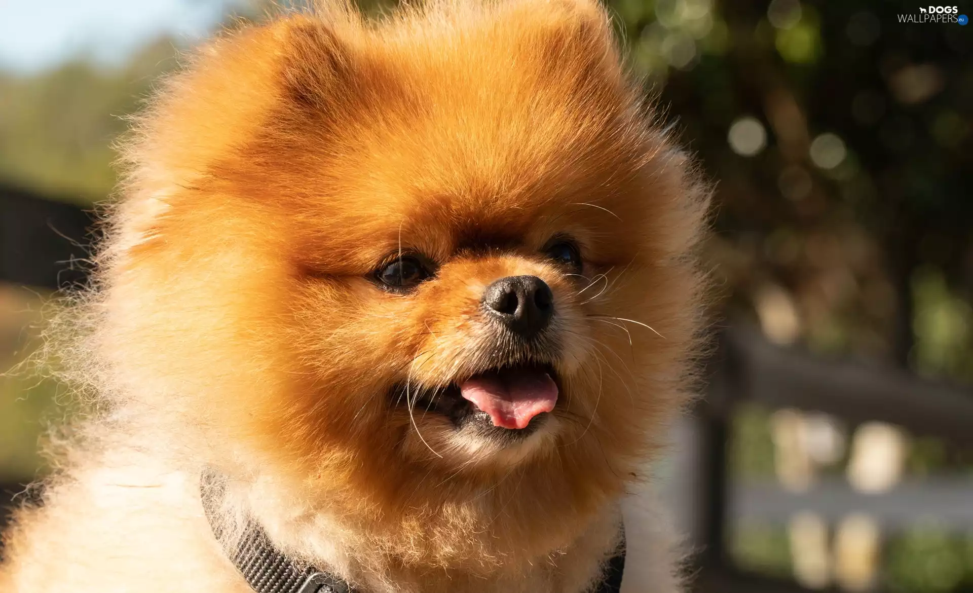 muzzle, Tounge, Toy Spitz, Pomeranian, dog