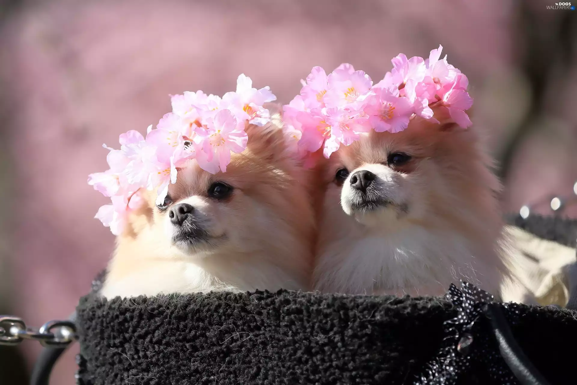 Two cars, Miniature Spitz, Wreaths, Dogs