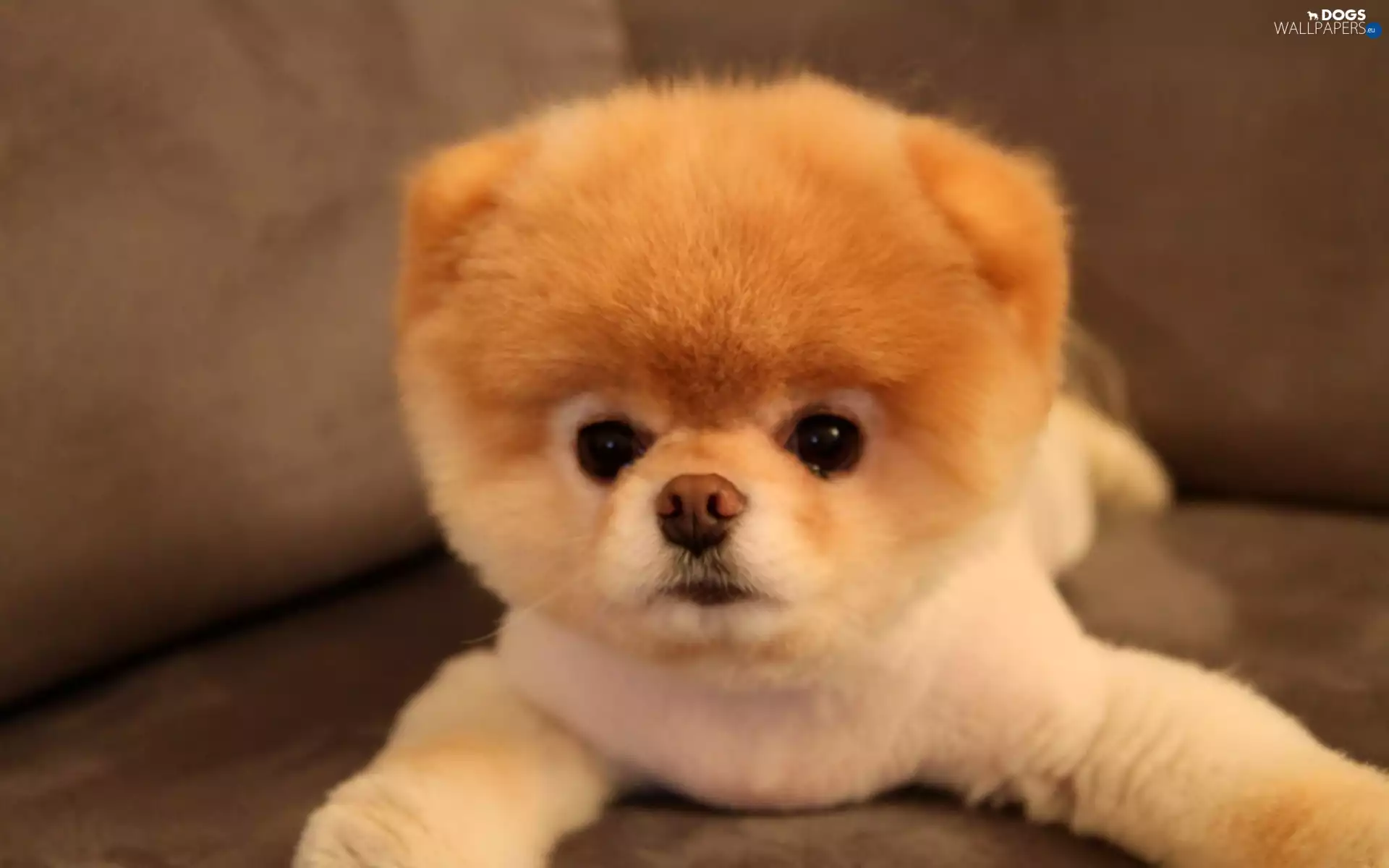 Pomeranian, Puppy, Toy Spitz