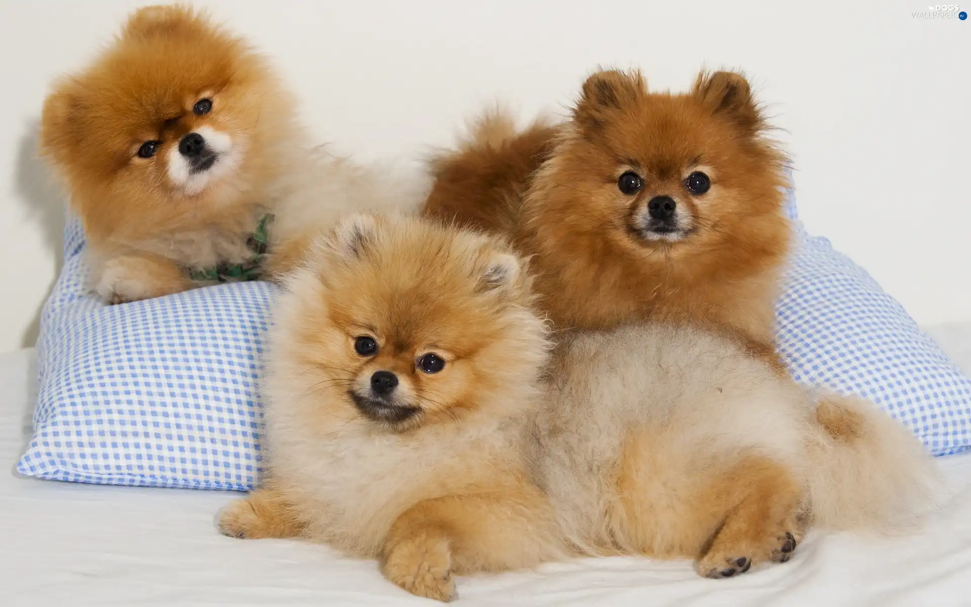 puppies, Spitz, Three