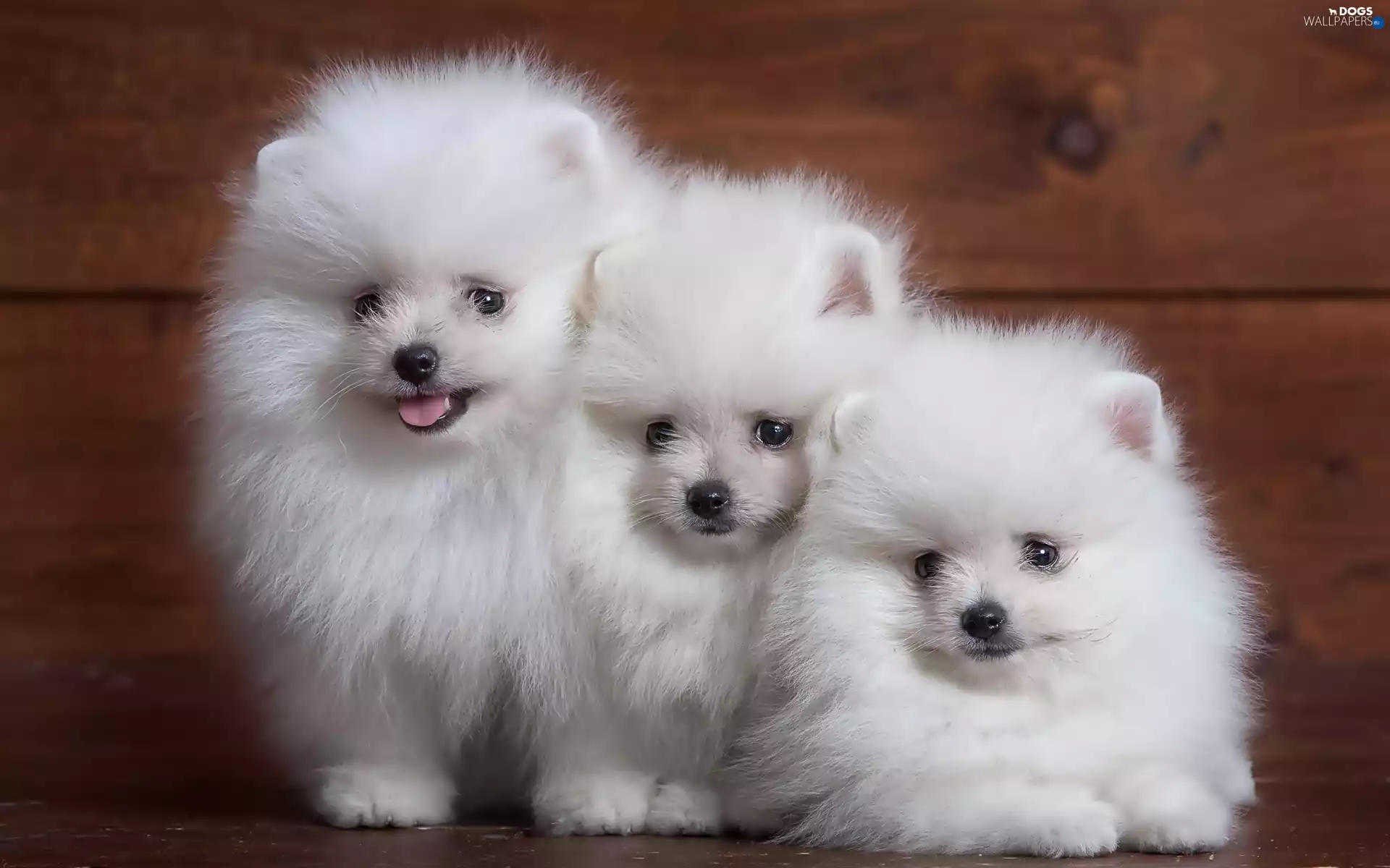 Spitz, Puppies