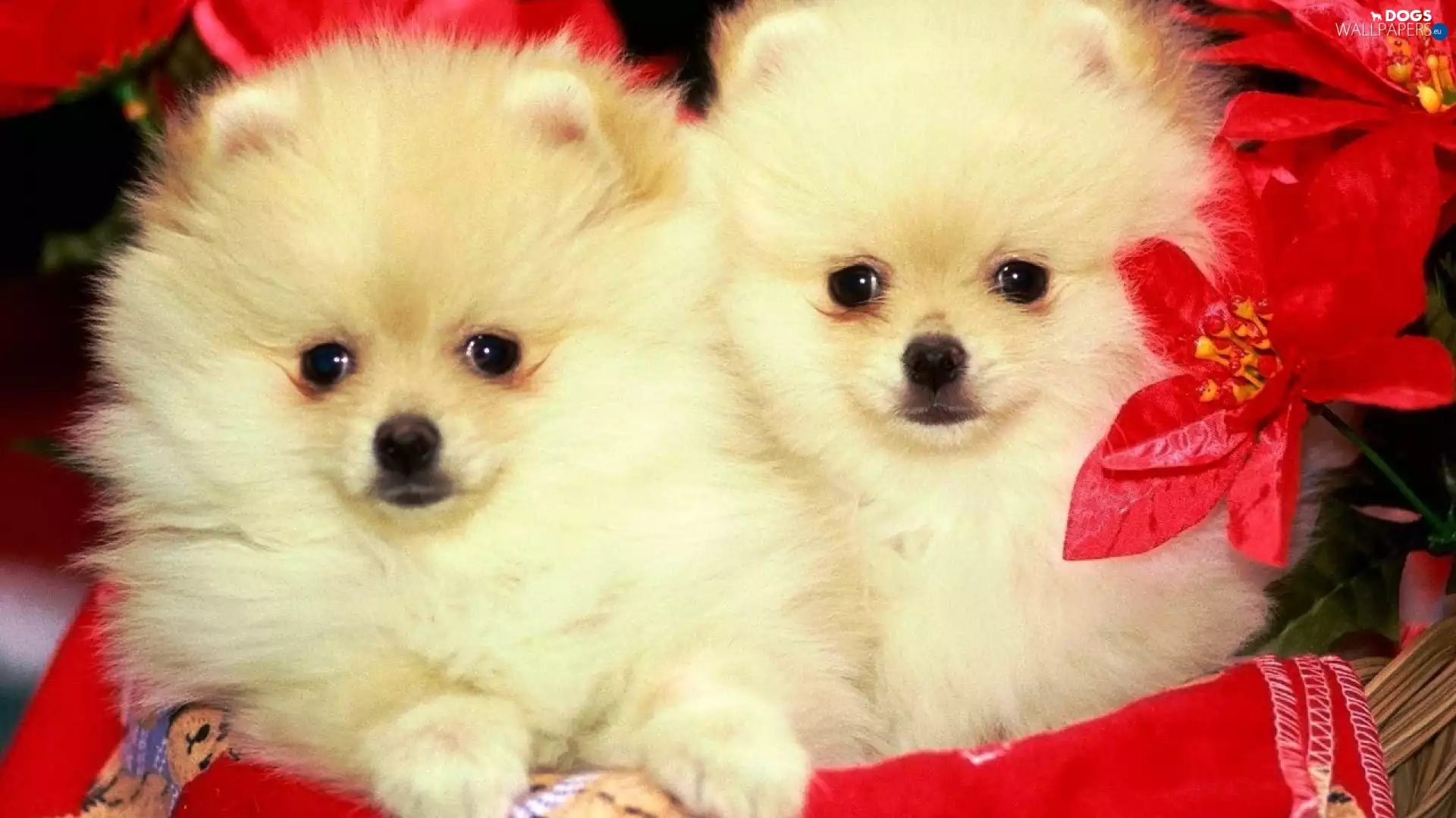 Miniature Spitz, Two cars, Dogs