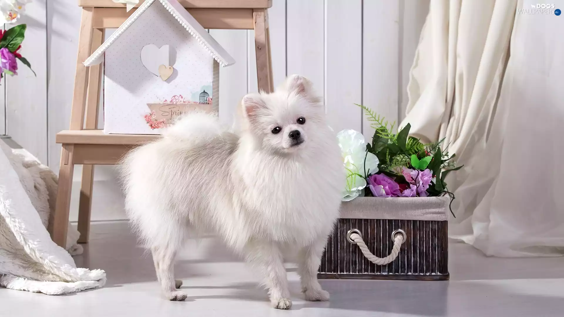 White, dog, German Spitz