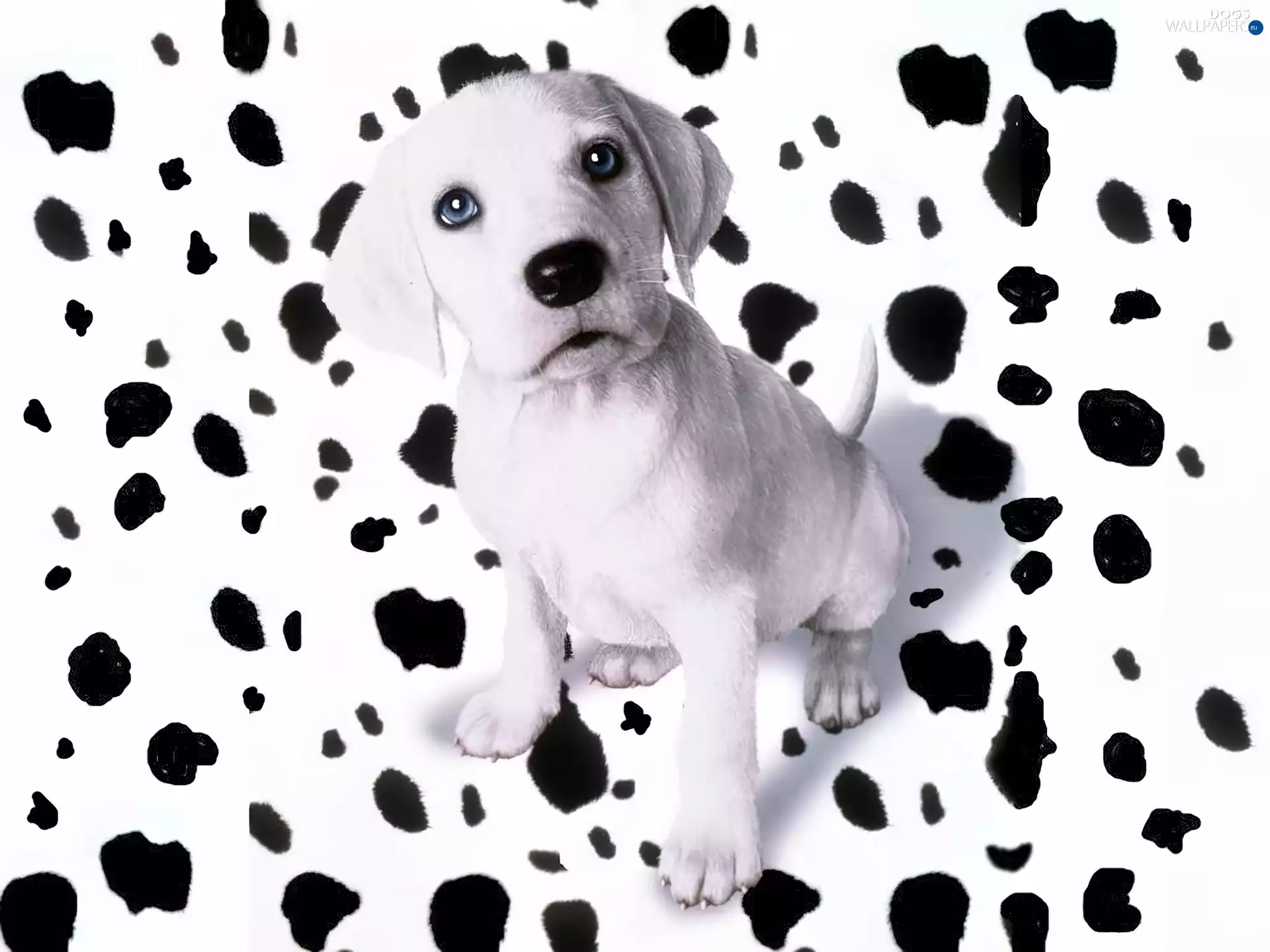 spots, small, Dalmatian