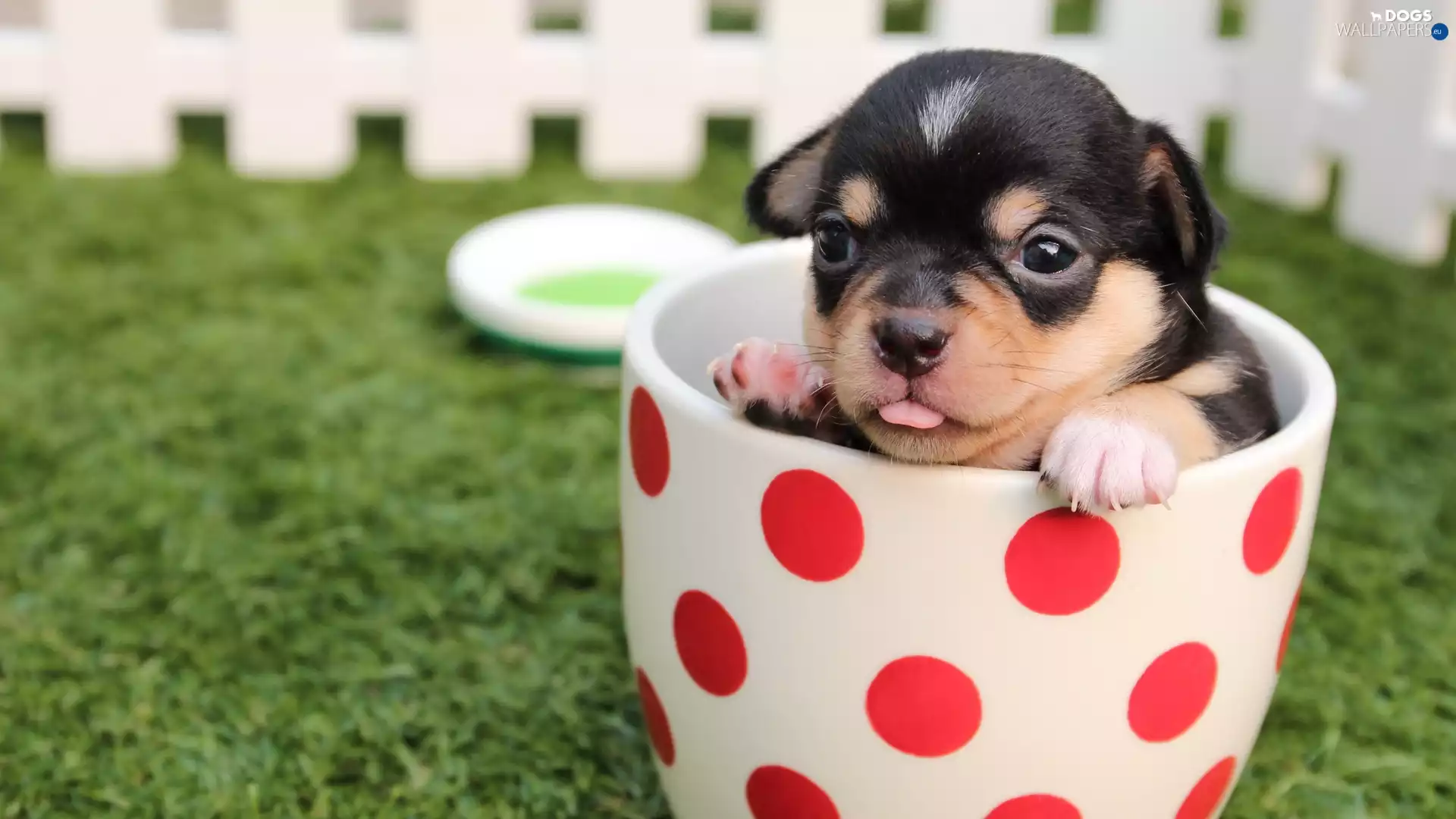 Red, Spots, Puppy, Cup, dog