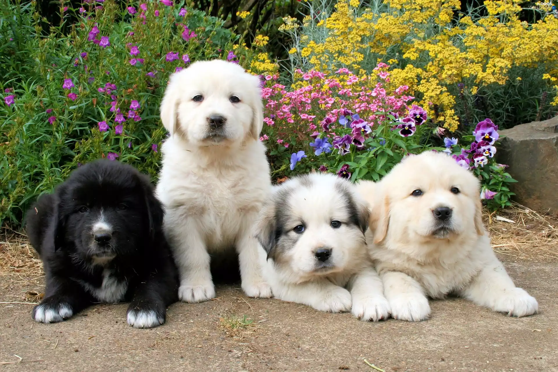 Flowers, Spring, sweet, Puppies, four