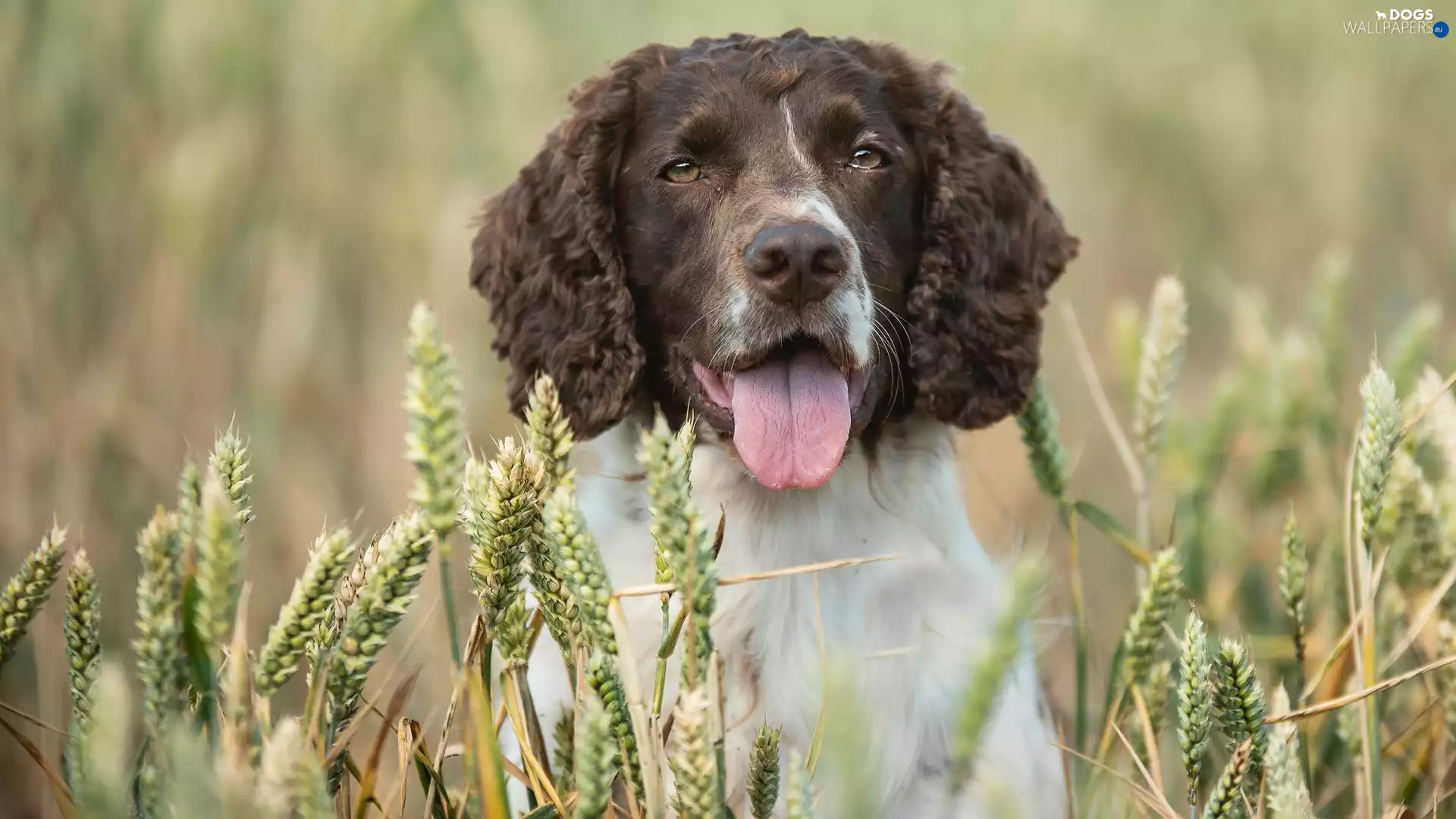 Ears, blur, English Springer Spaniel, corn, dog