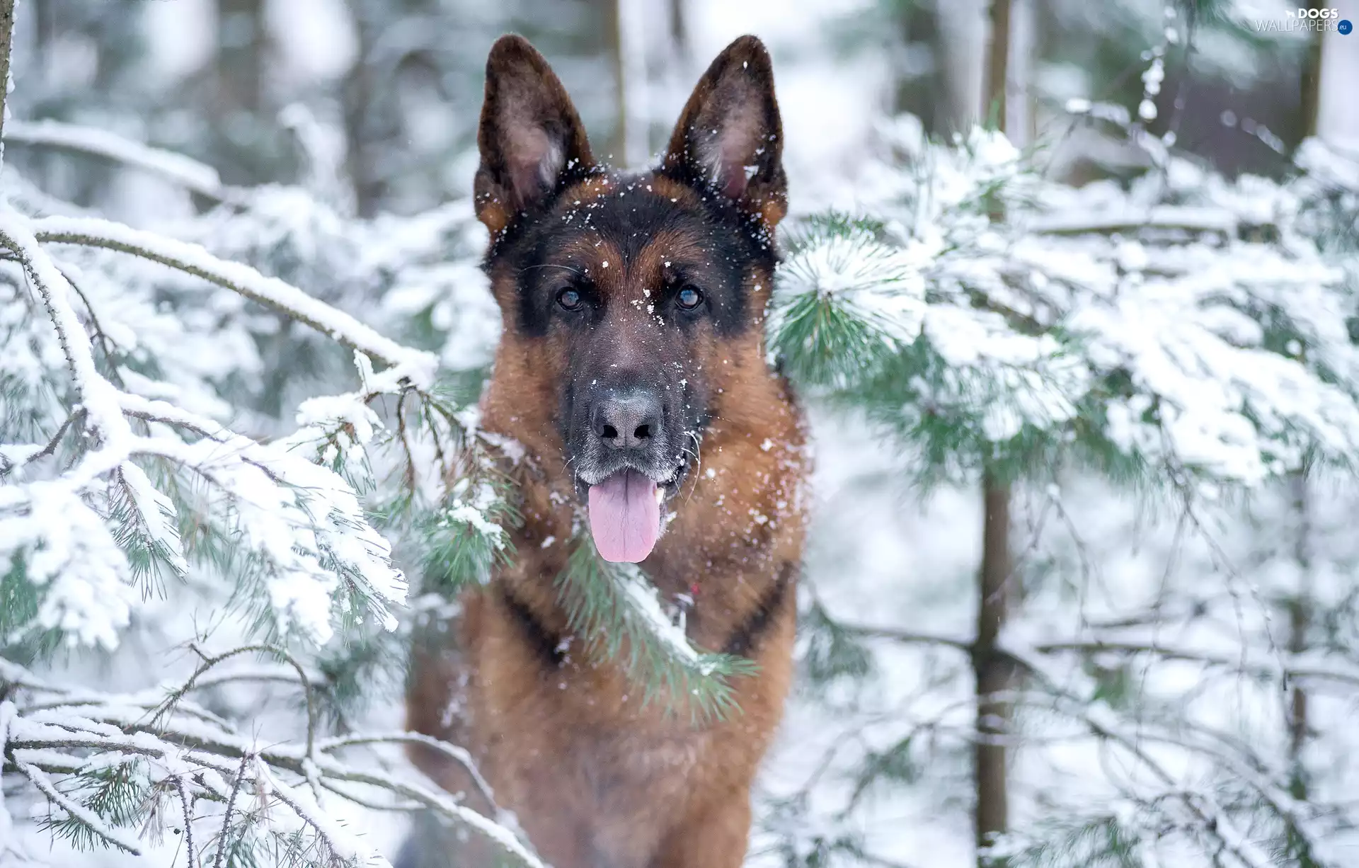 winter, Spruces, German Shepherd, snowy
