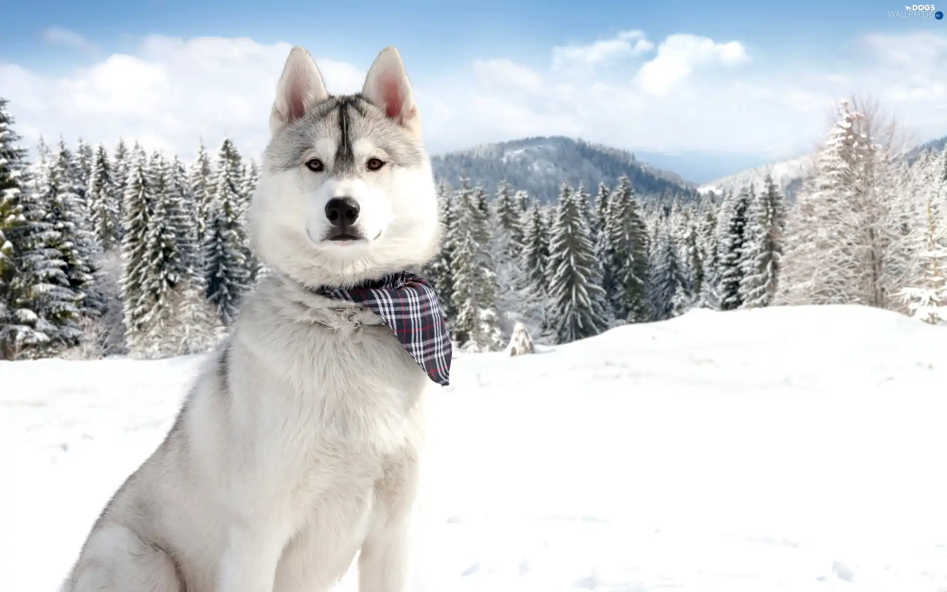 Spruces, snow, Husky, scarf